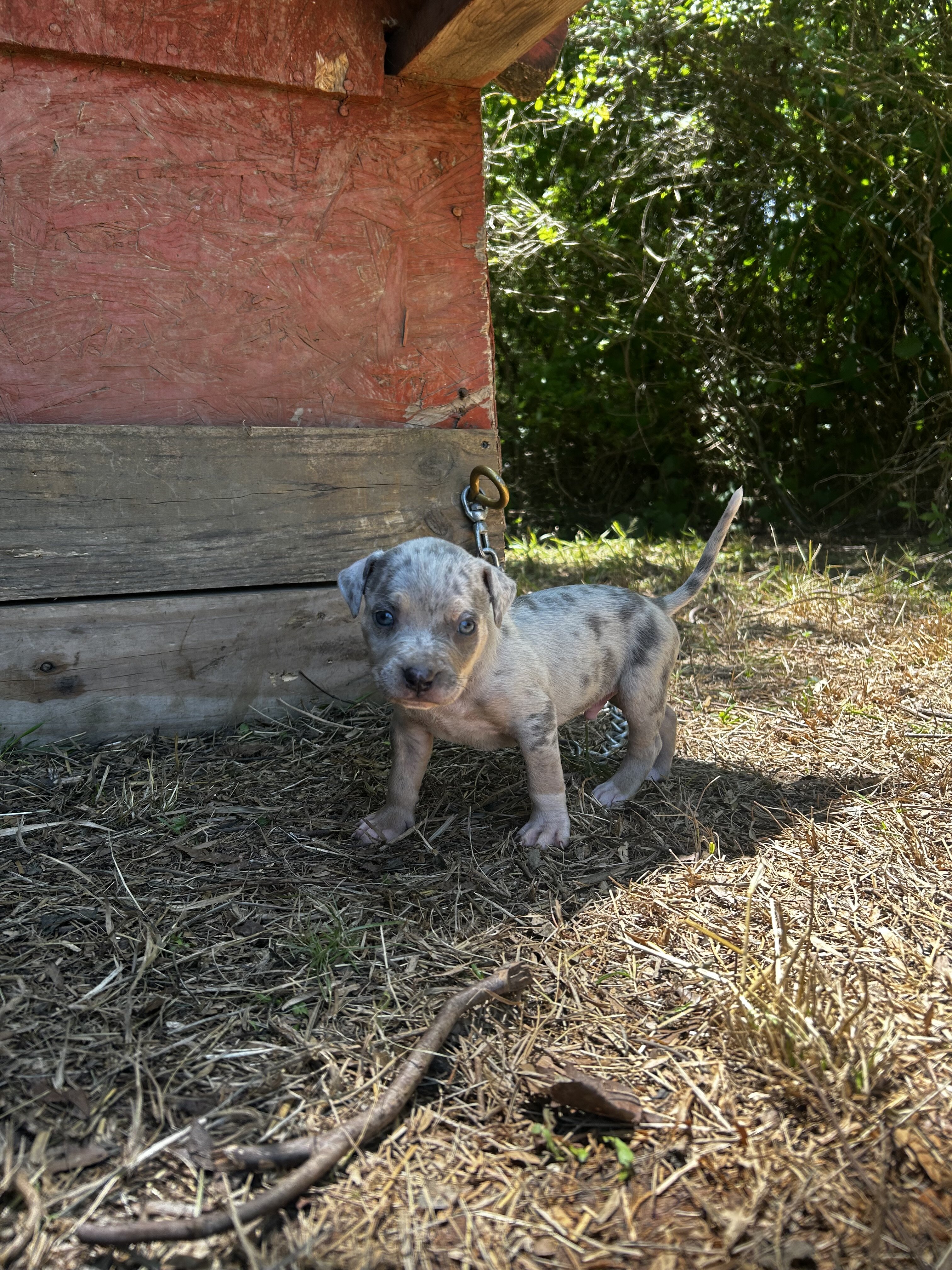 XL bully puppy image 4