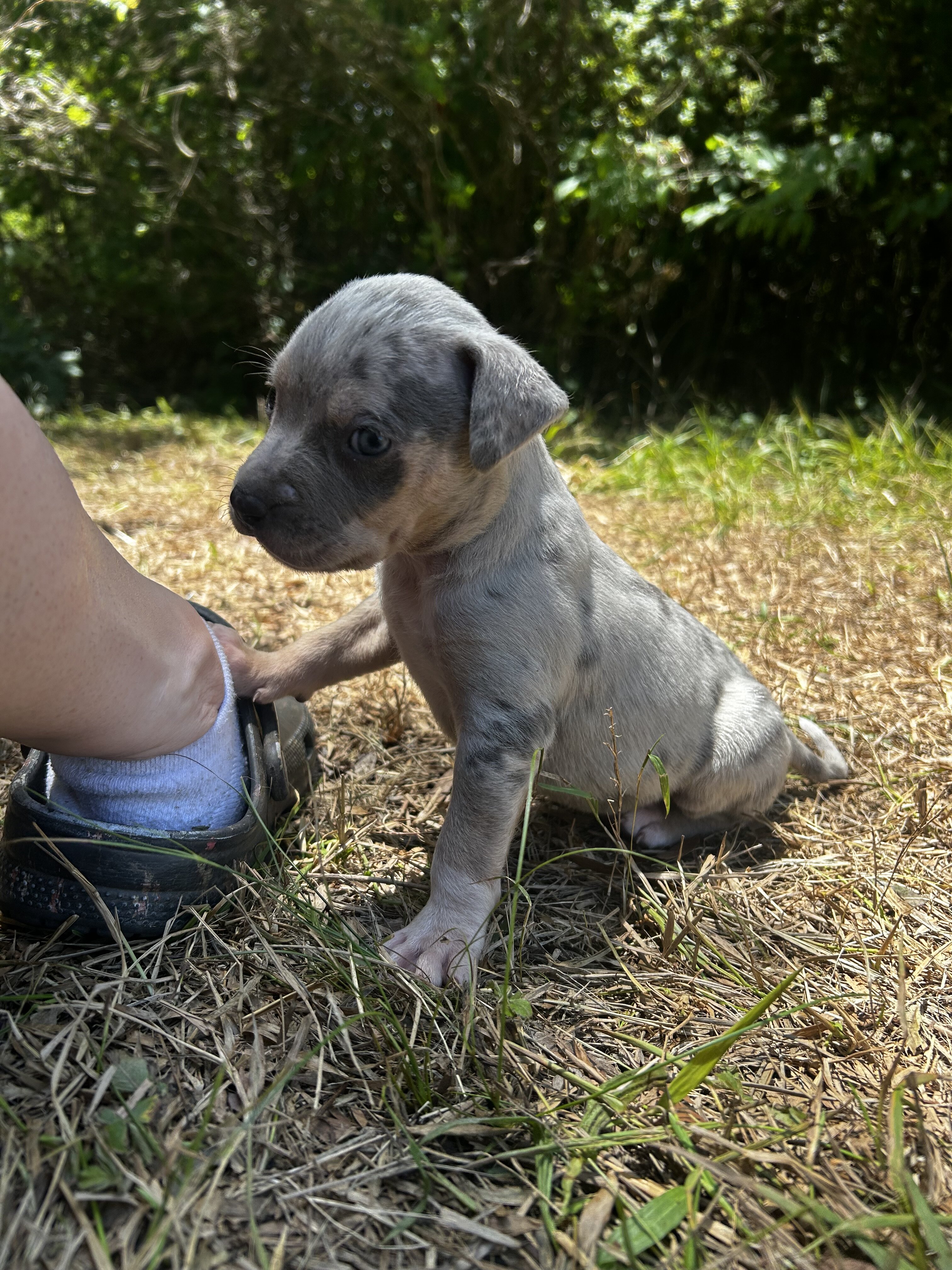 XL bully puppy image 3