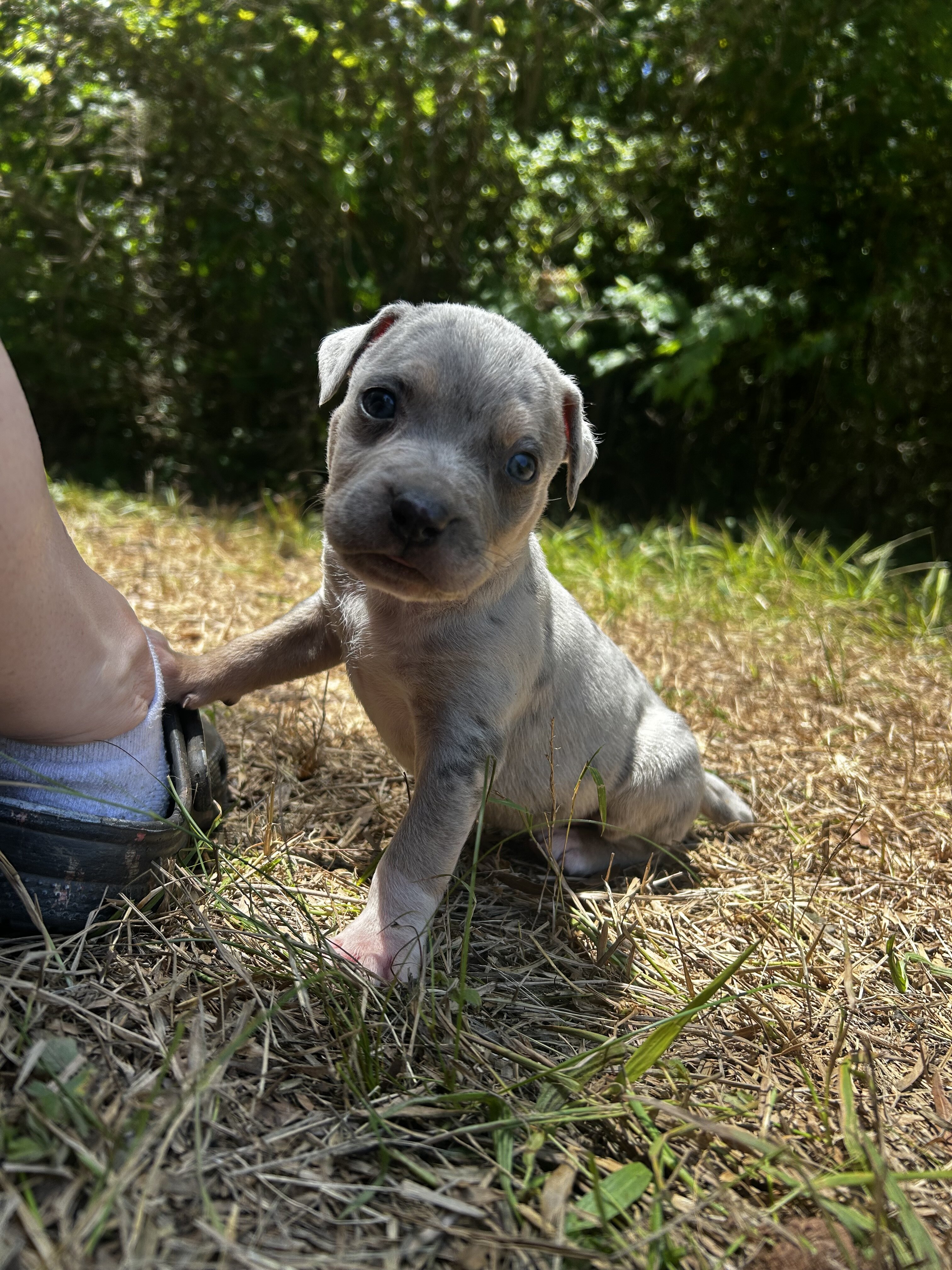 XL bully puppy image 2