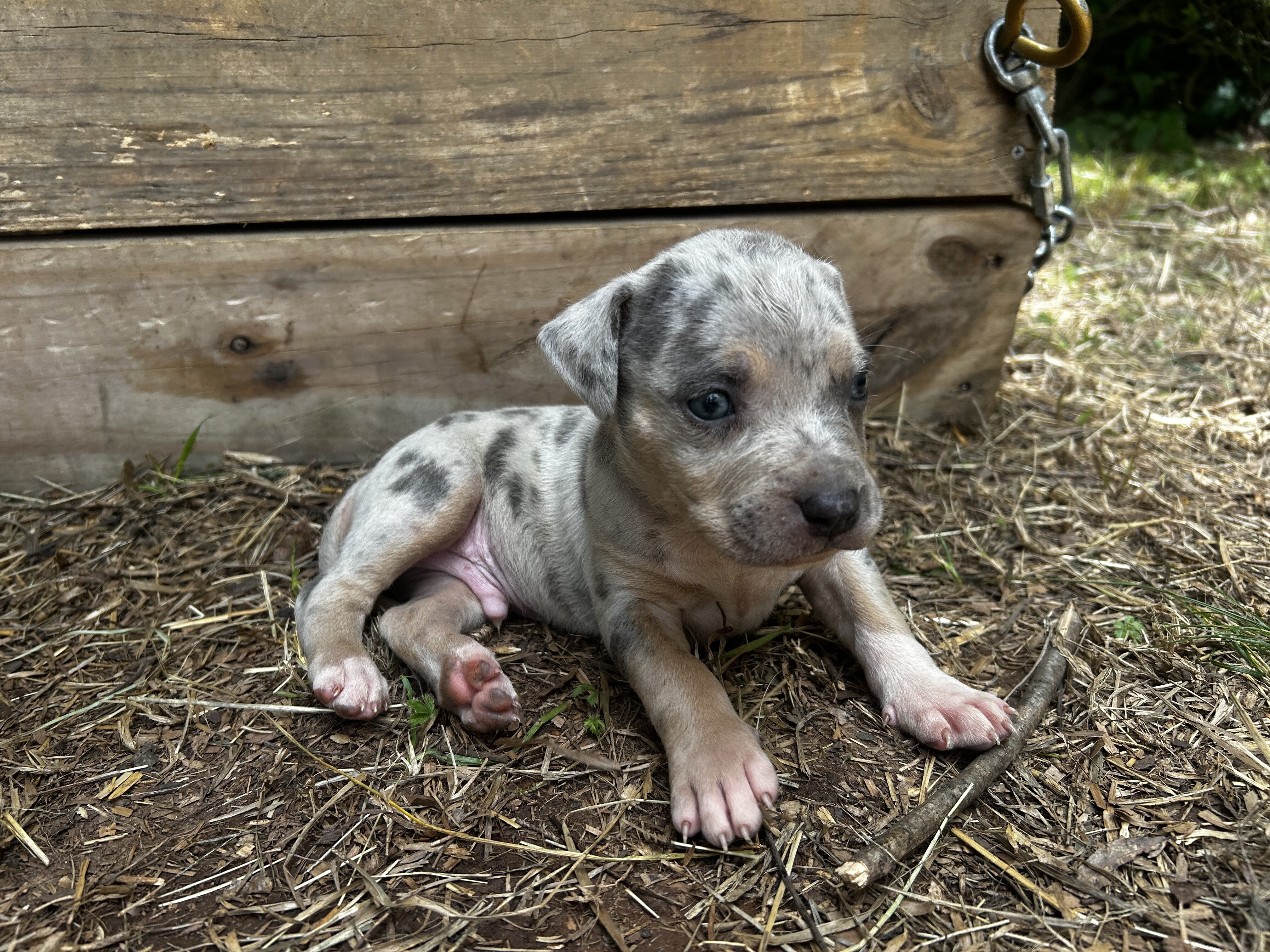 XL bully puppy image 1