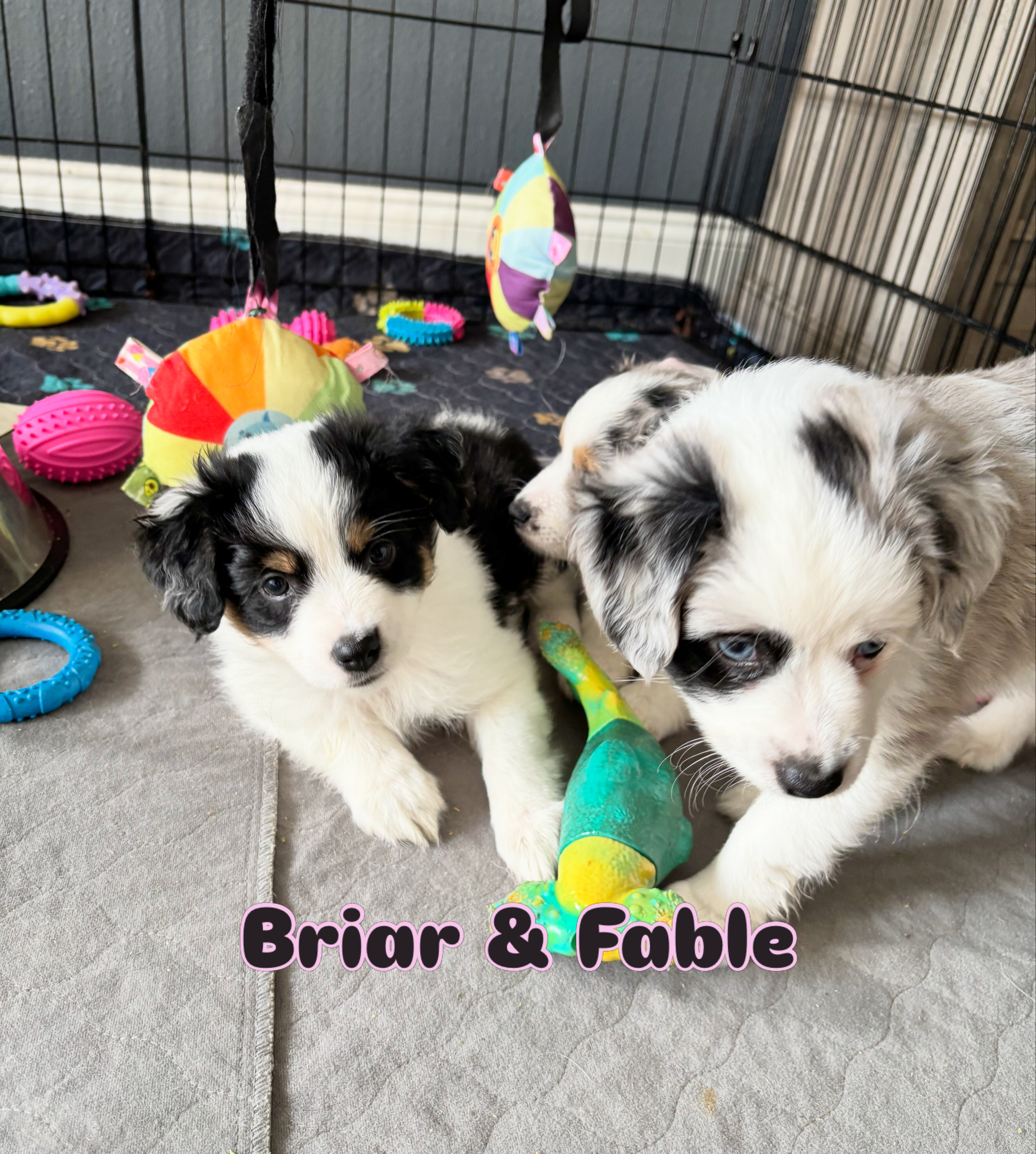 Mini Australian Shepherds image 1