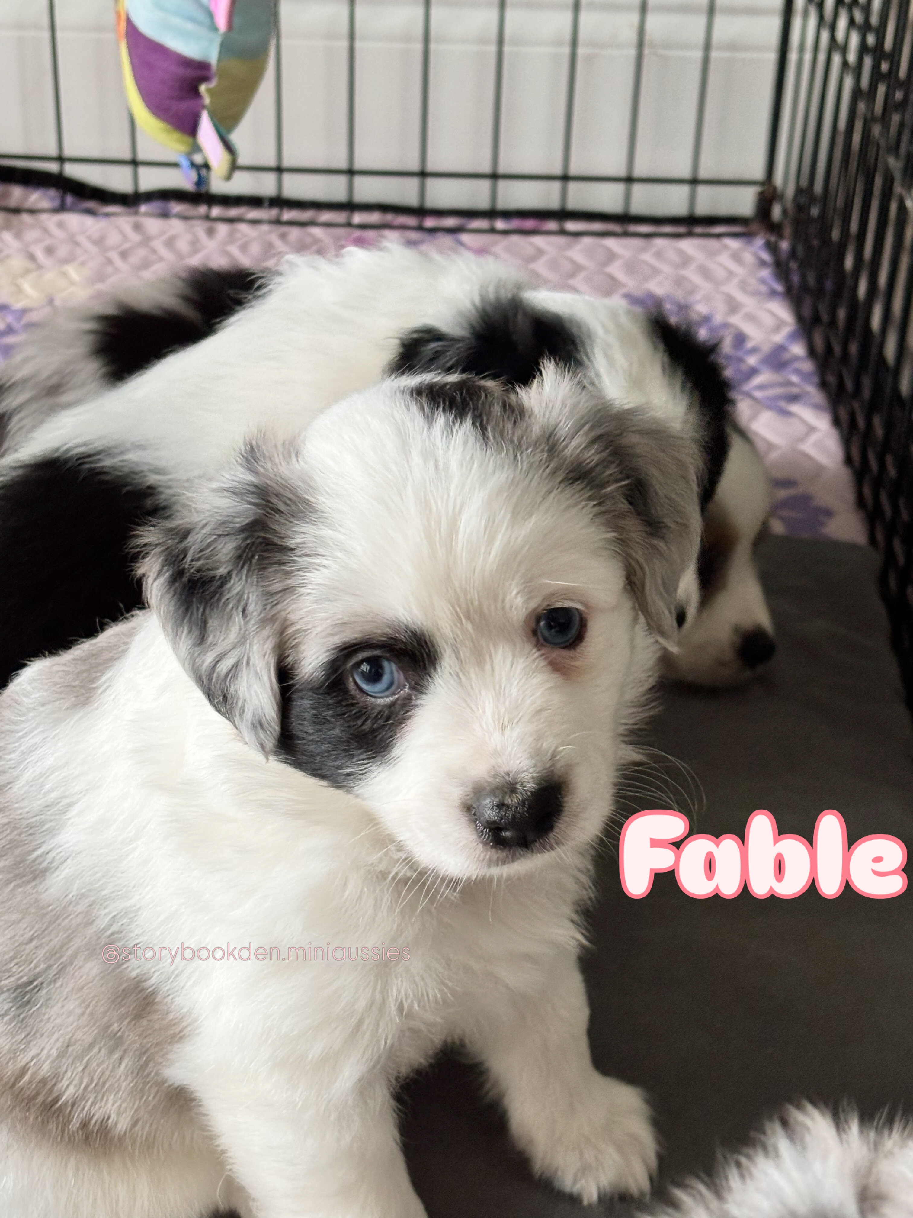 Mini Australian Shepherds image 3