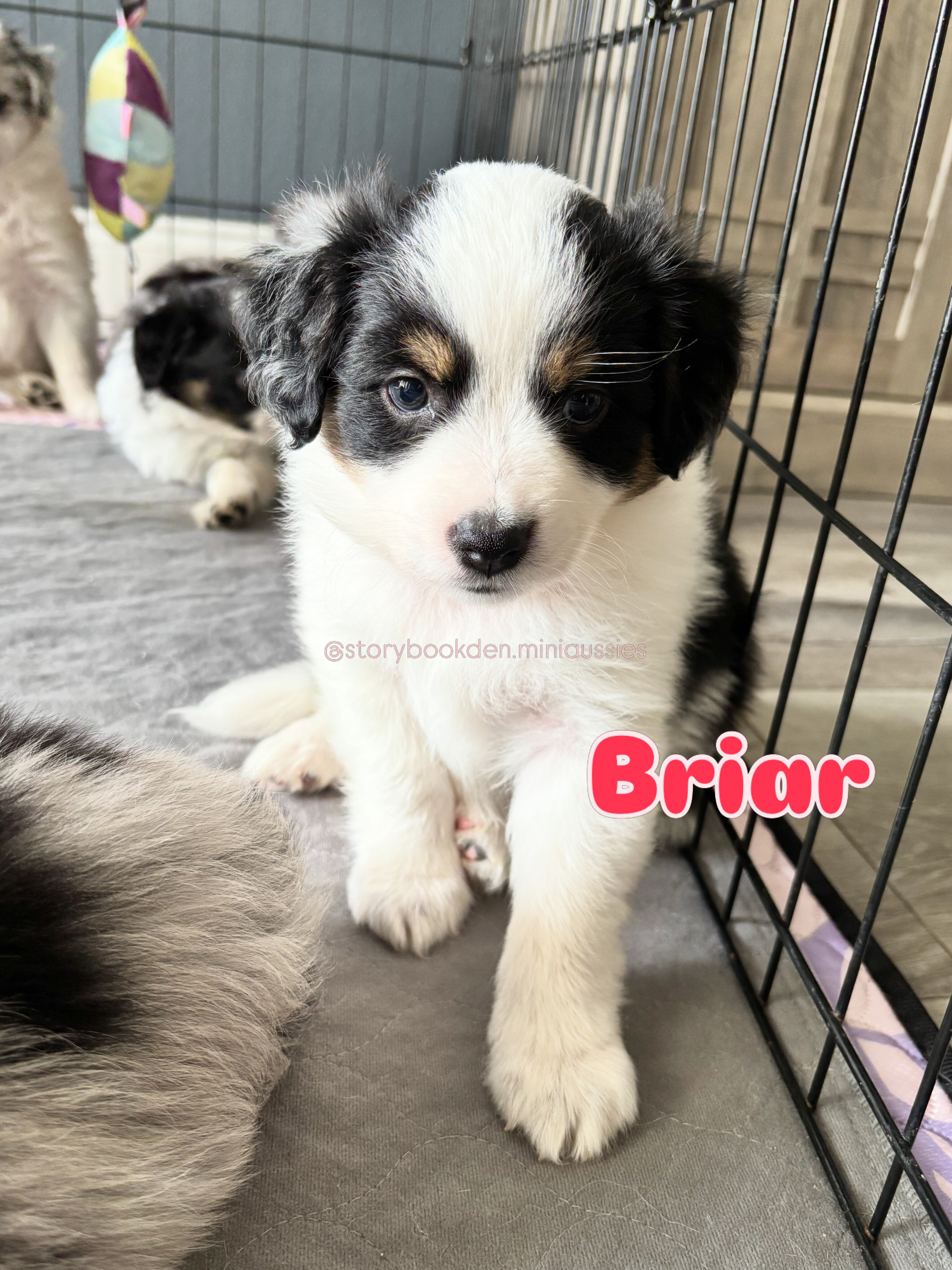 Mini Australian Shepherds image 6
