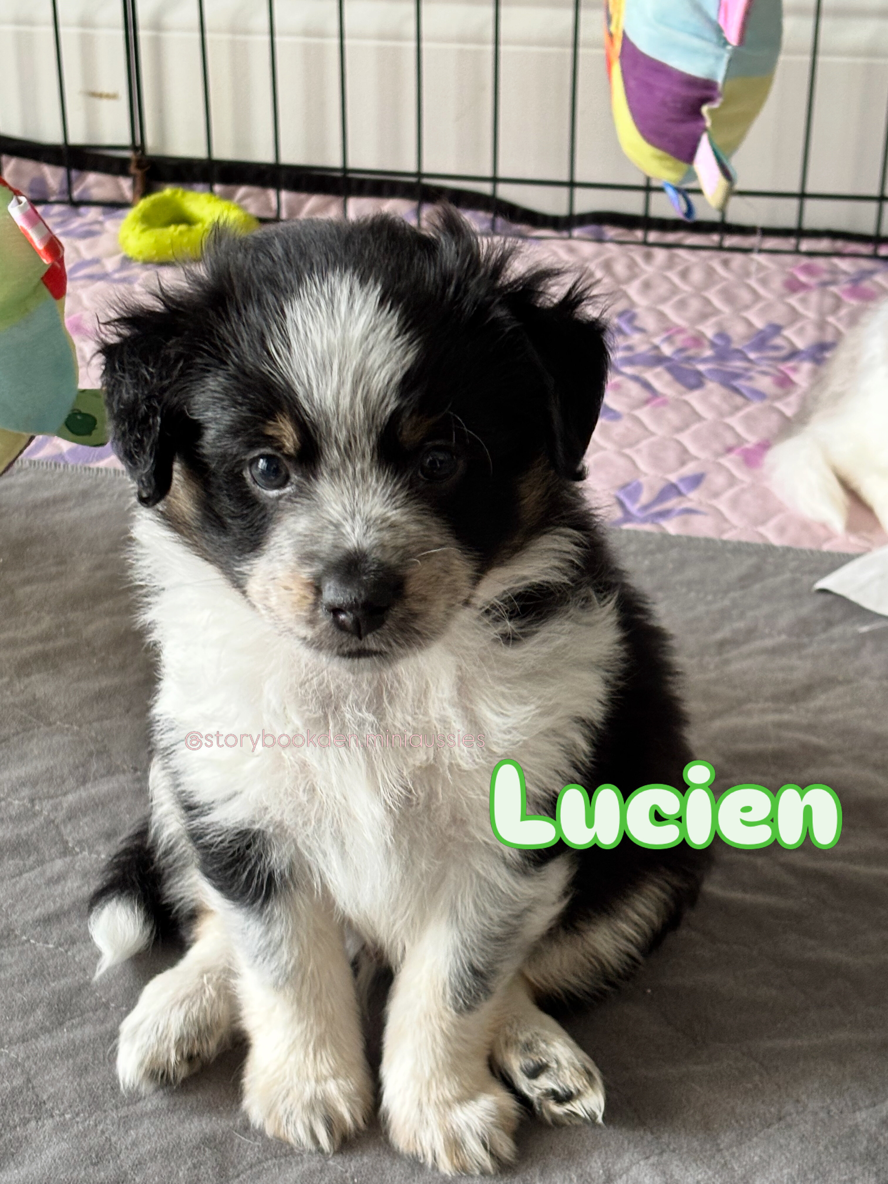 Mini Australian Shepherds image 5