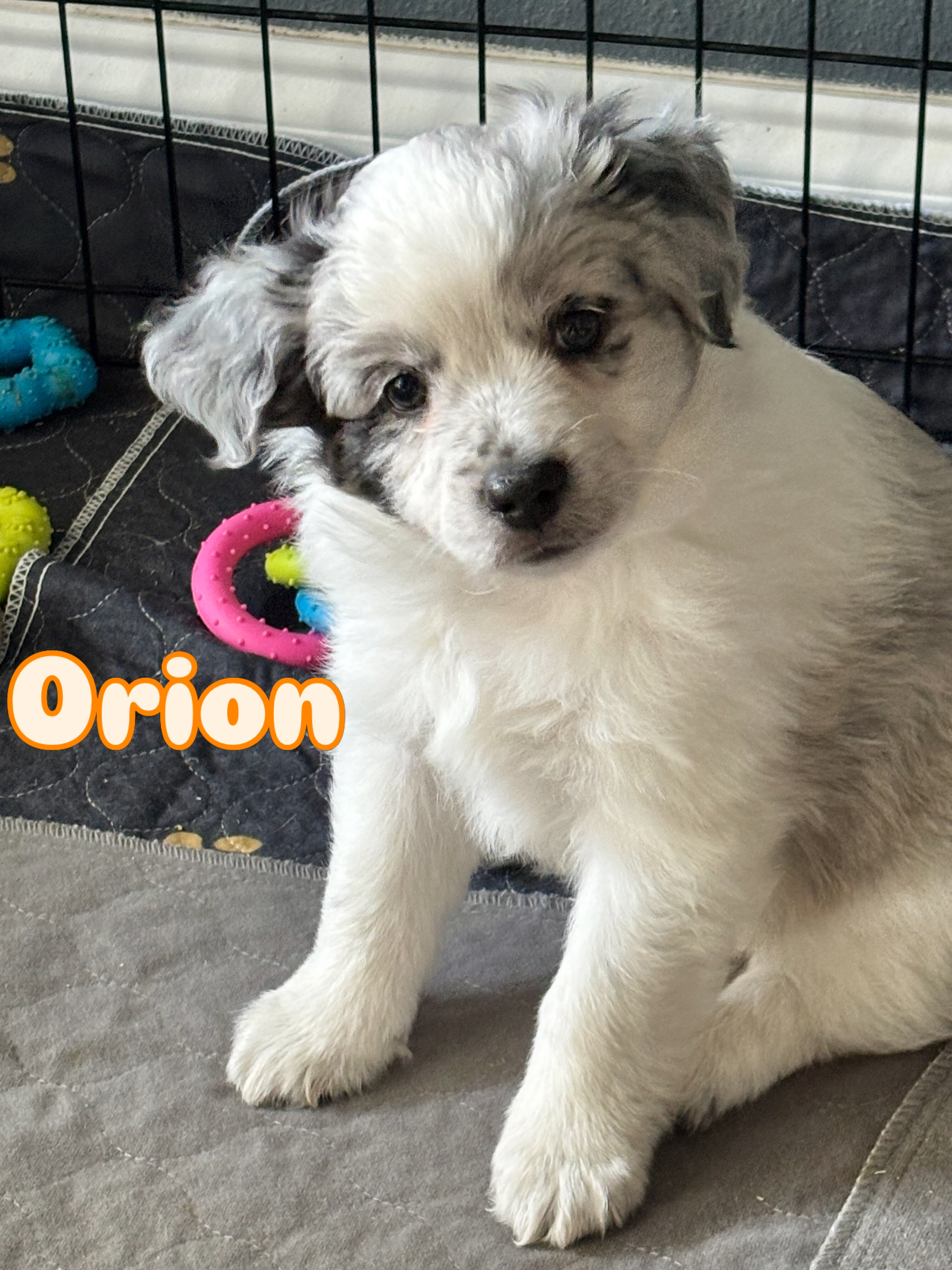 Mini Australian Shepherds image 2