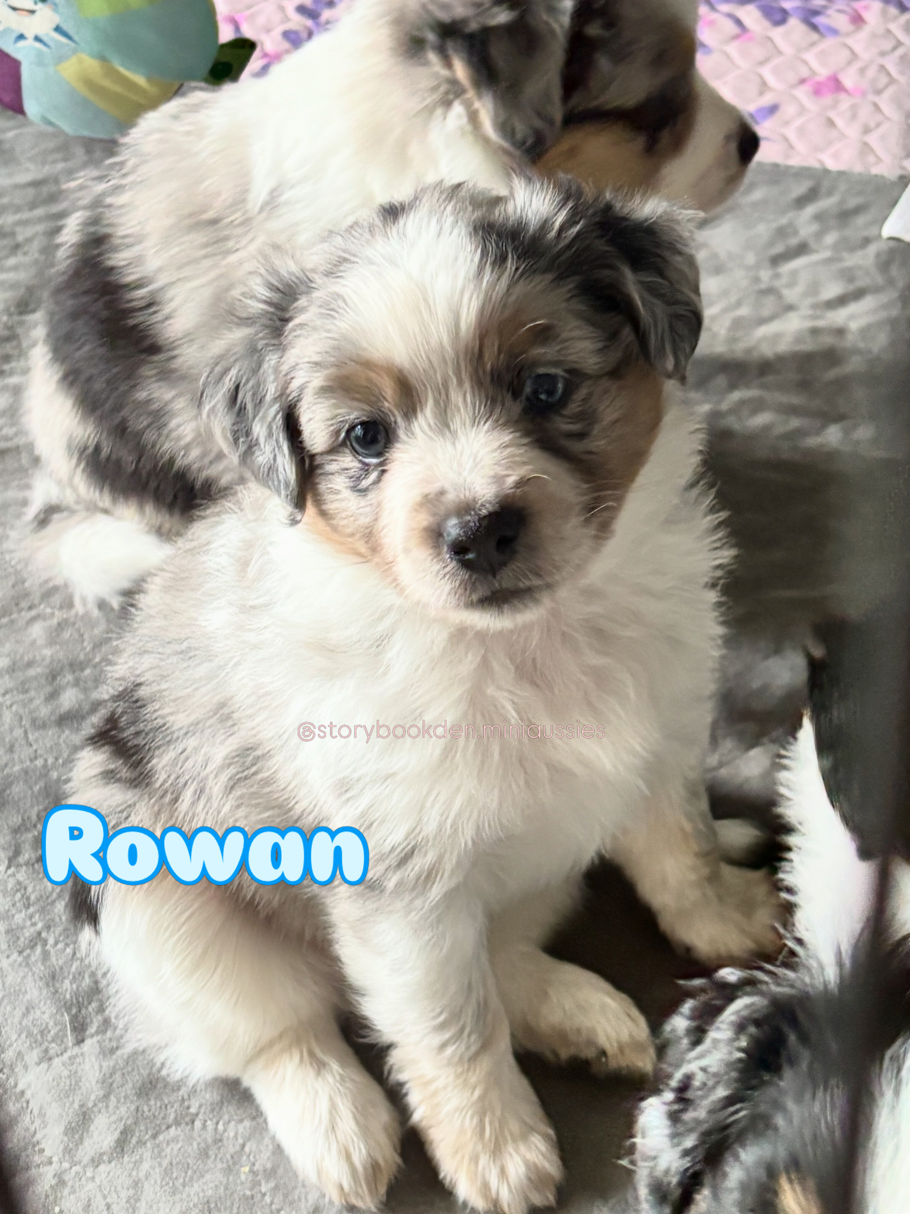Mini Australian Shepherds image 4