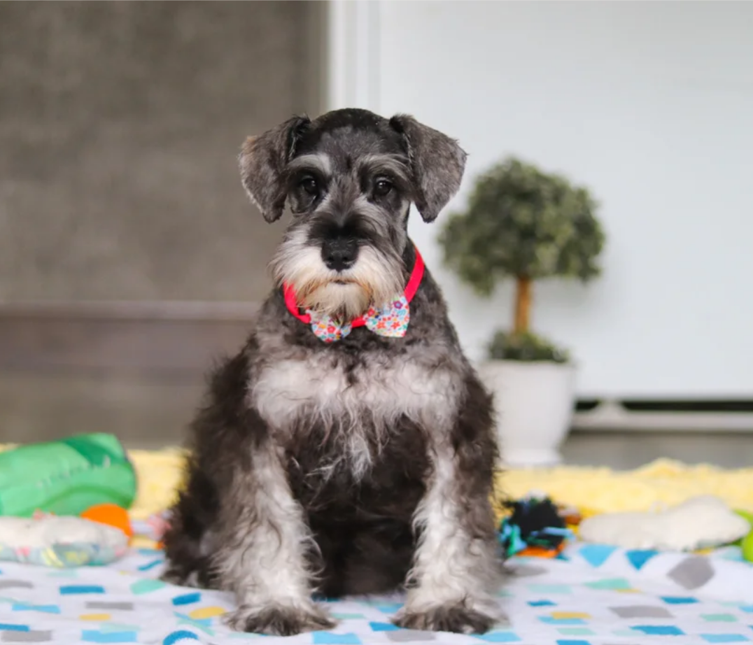 Female Miniature Schnauzer image 1