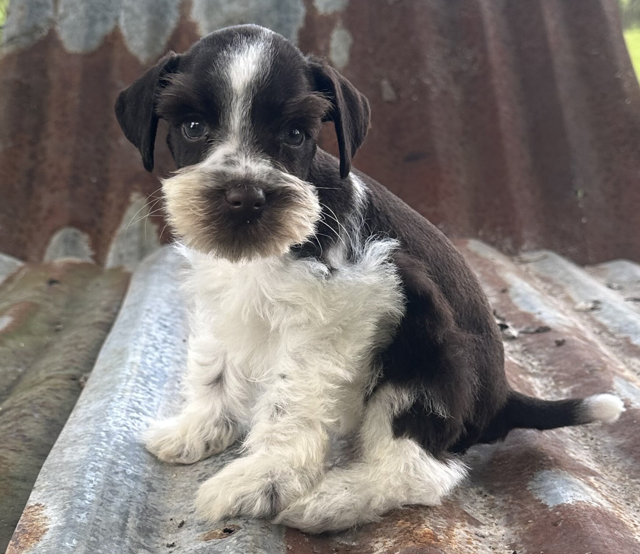 Mini schnauzer pups image 1
