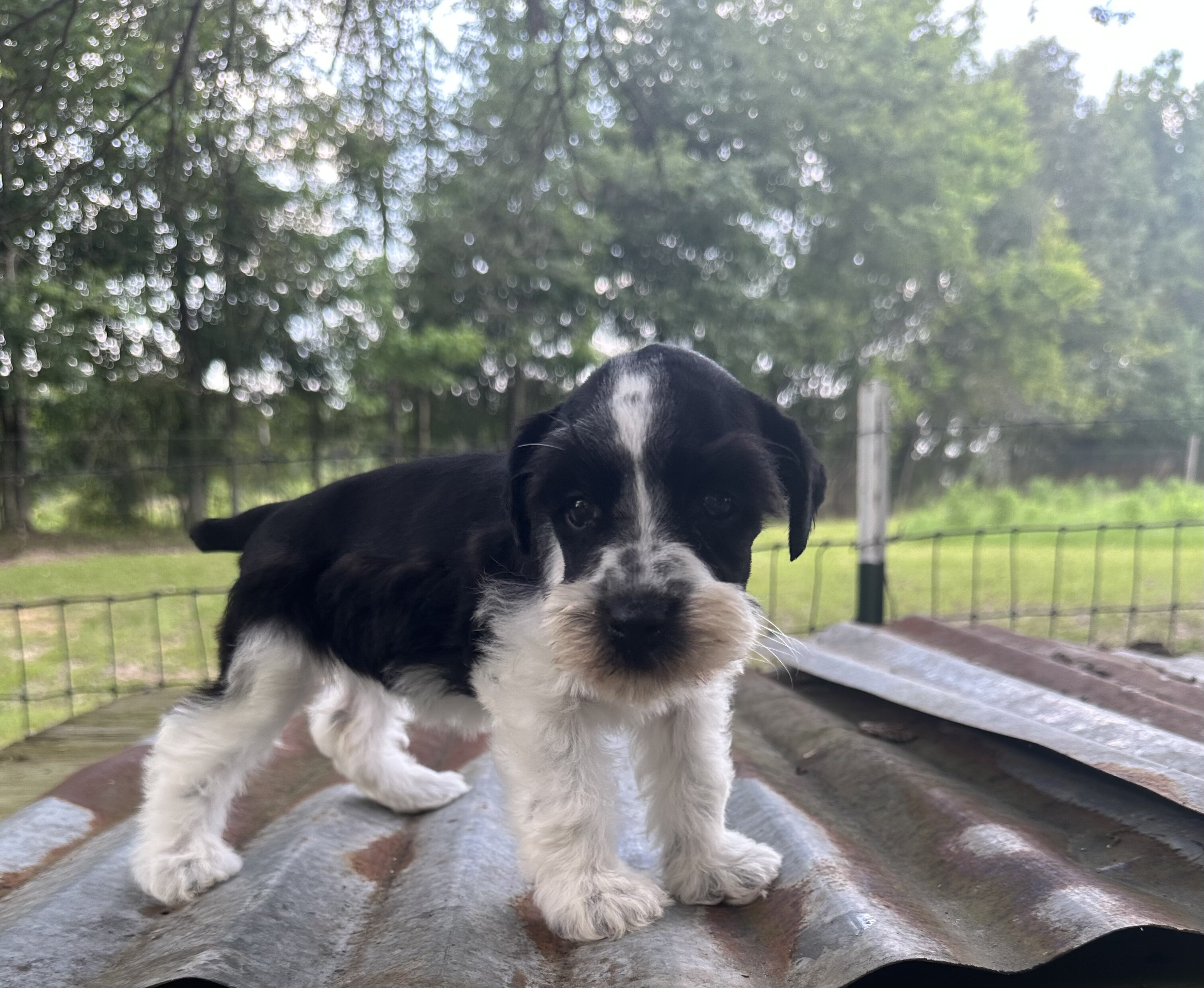 Mini schnauzer pups image 2