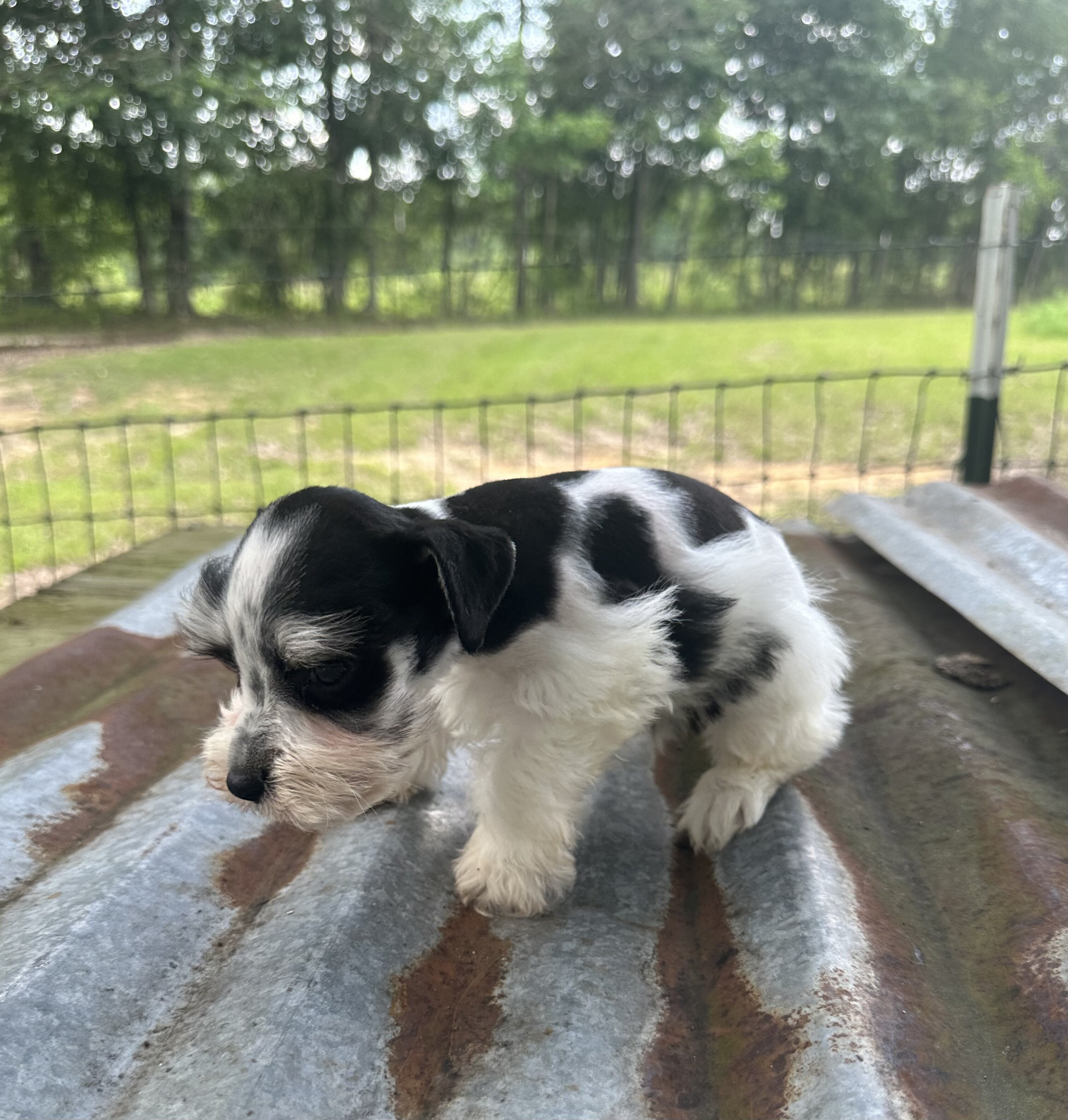 Mini schnauzer pups image 3