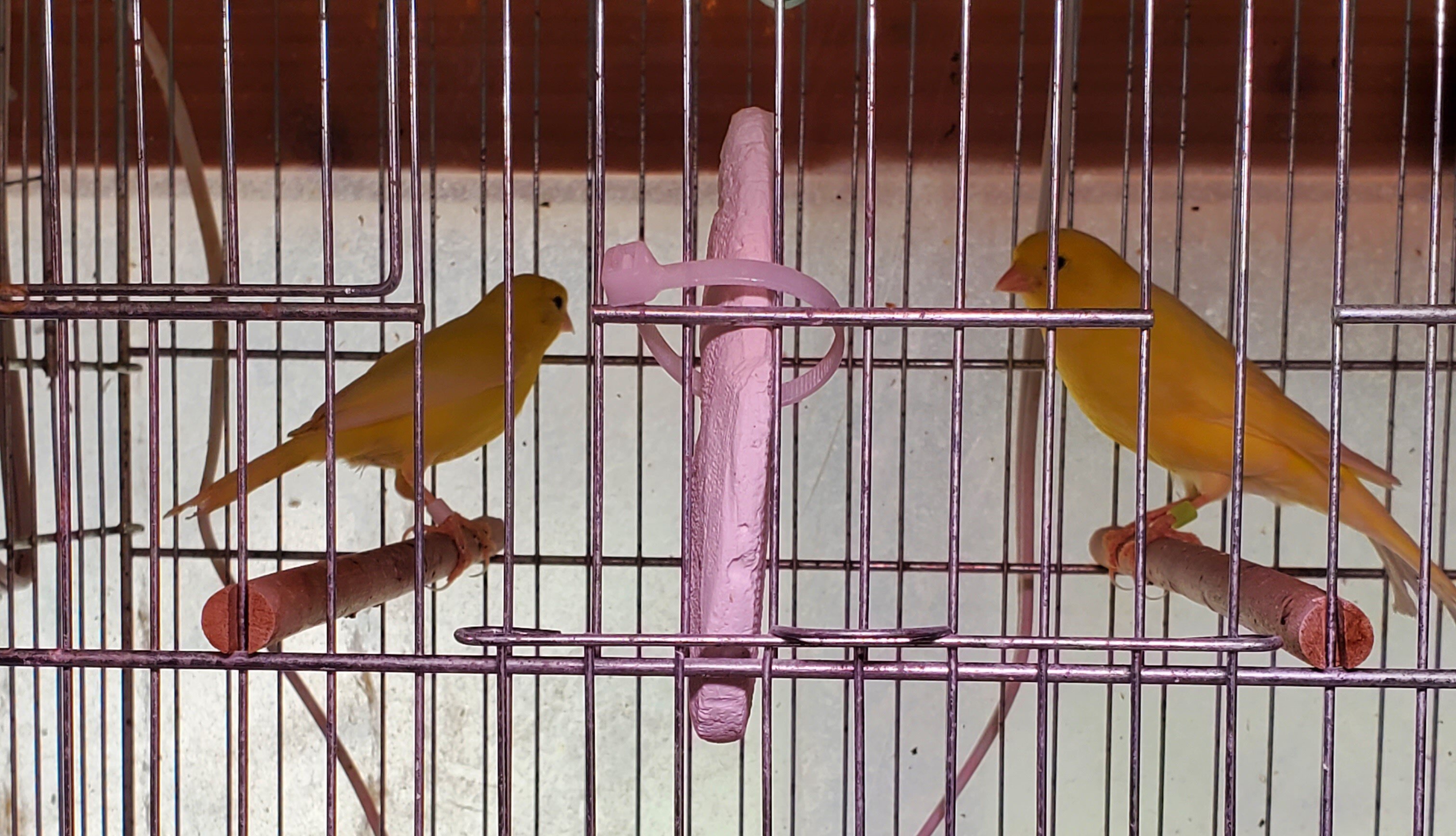 Yellow Canaries image 1