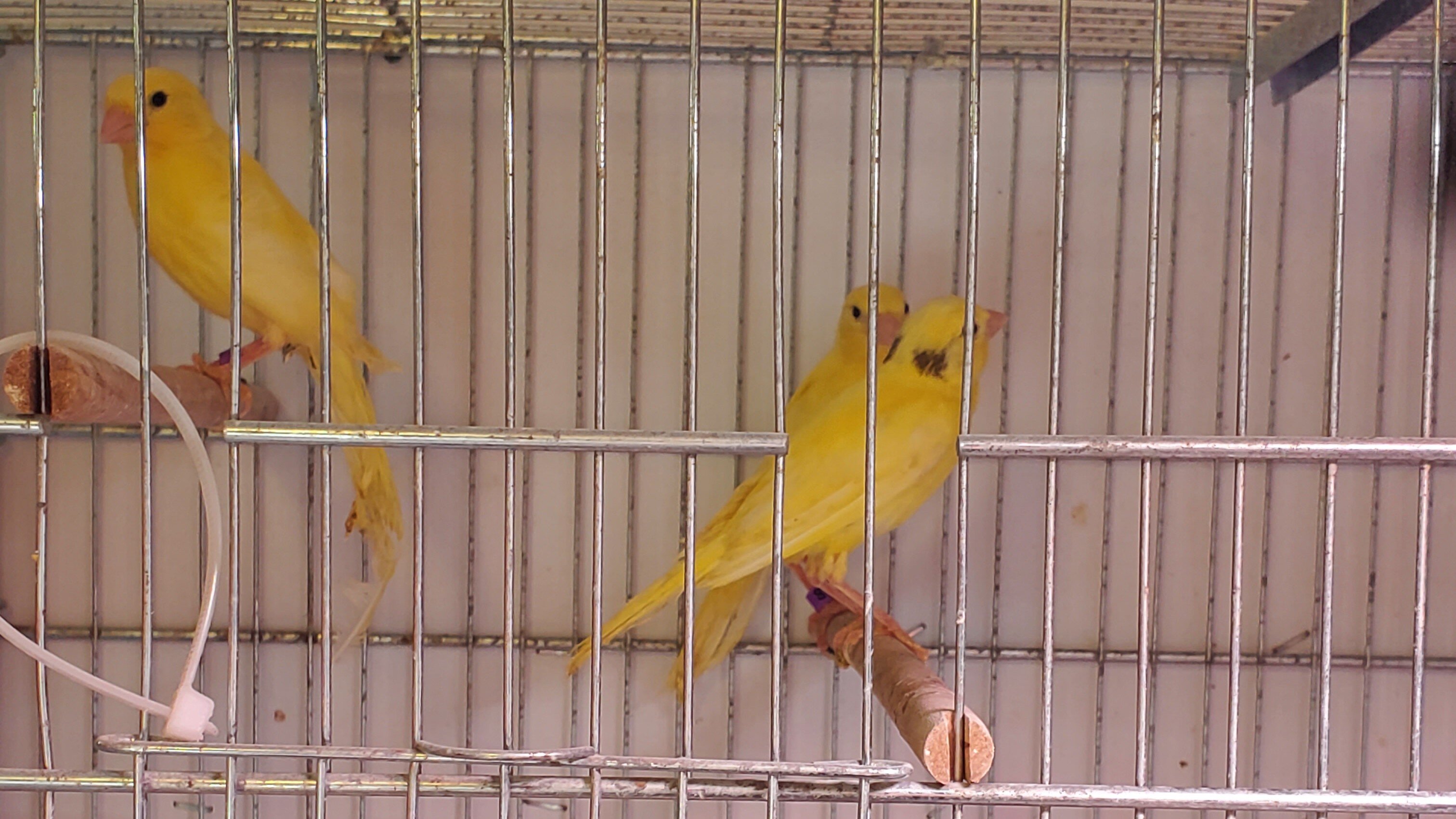 Yellow Canaries image 2