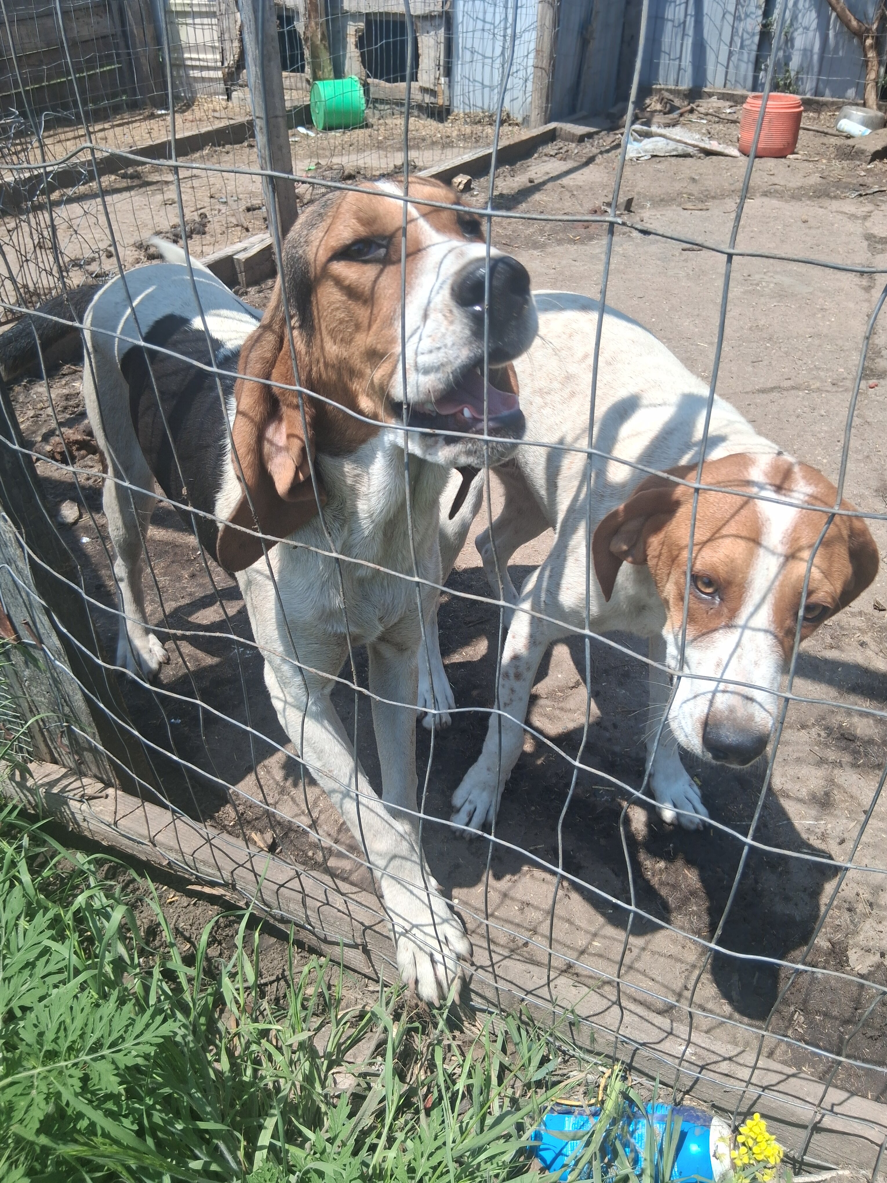 Free: 1 male 1 female pup image 1
