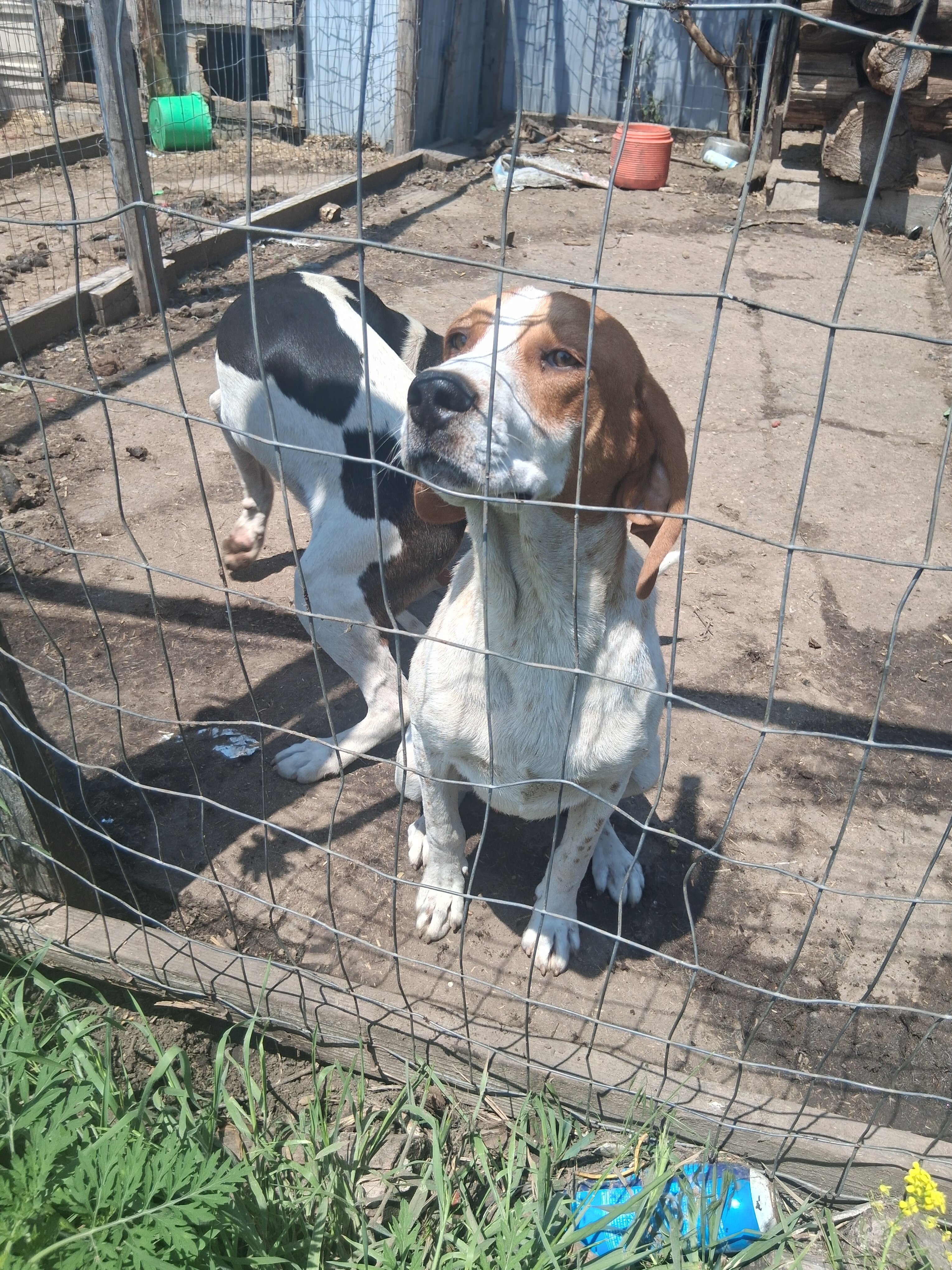 Free: 1 male 1 female pup image 3