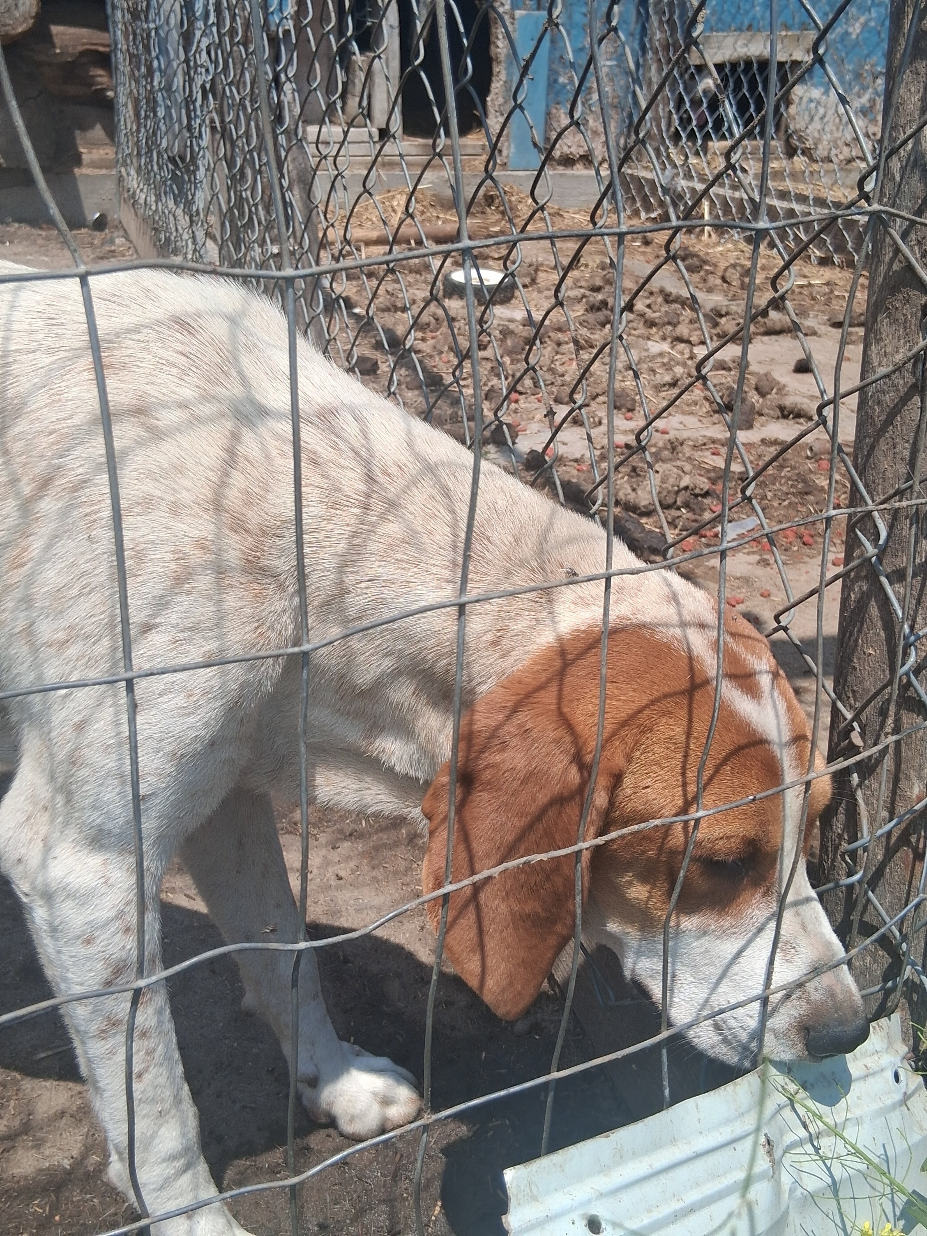 Free: 1 male 1 female pup image 2