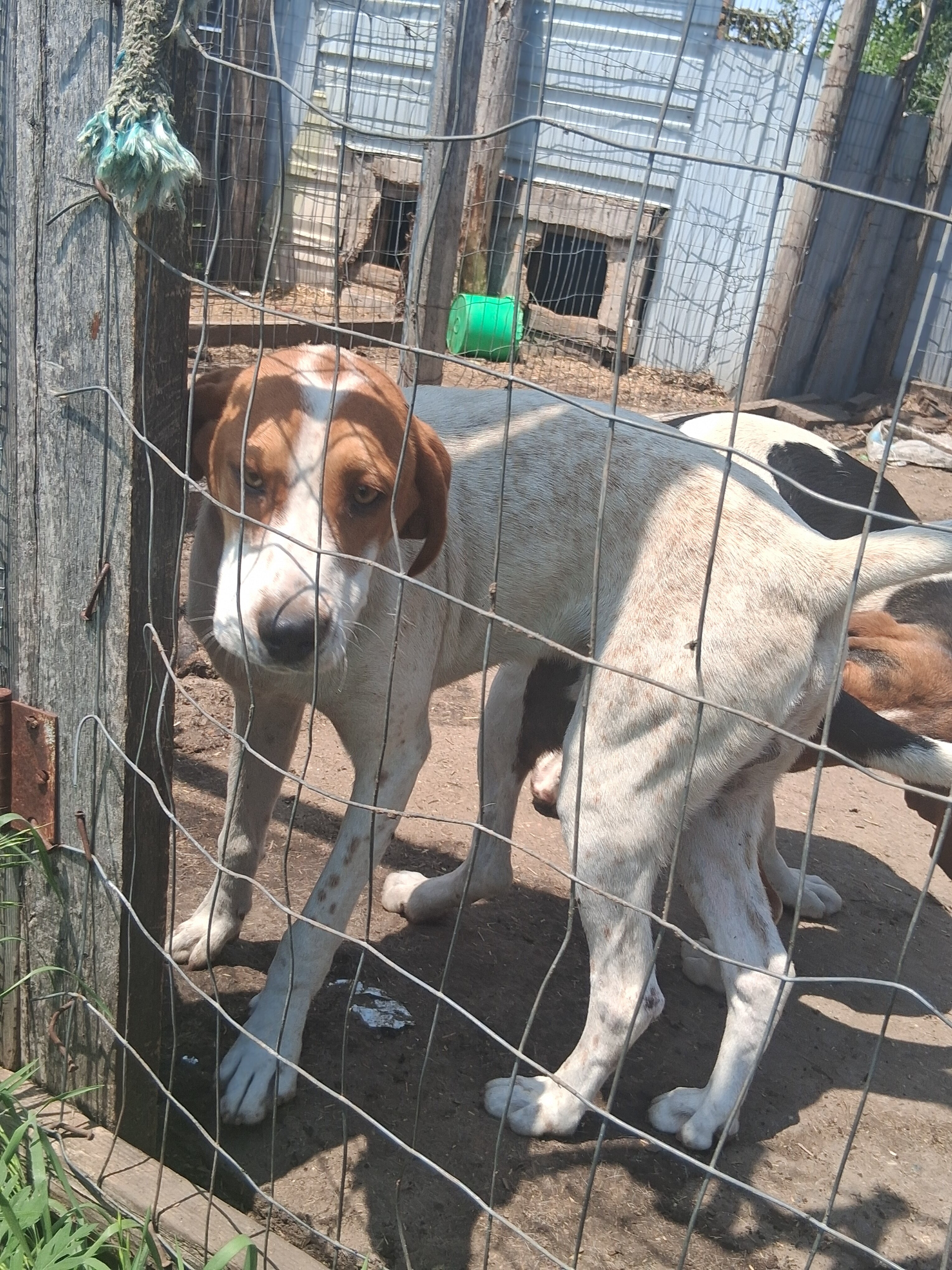 Free: 1 male 1 female pup image 4