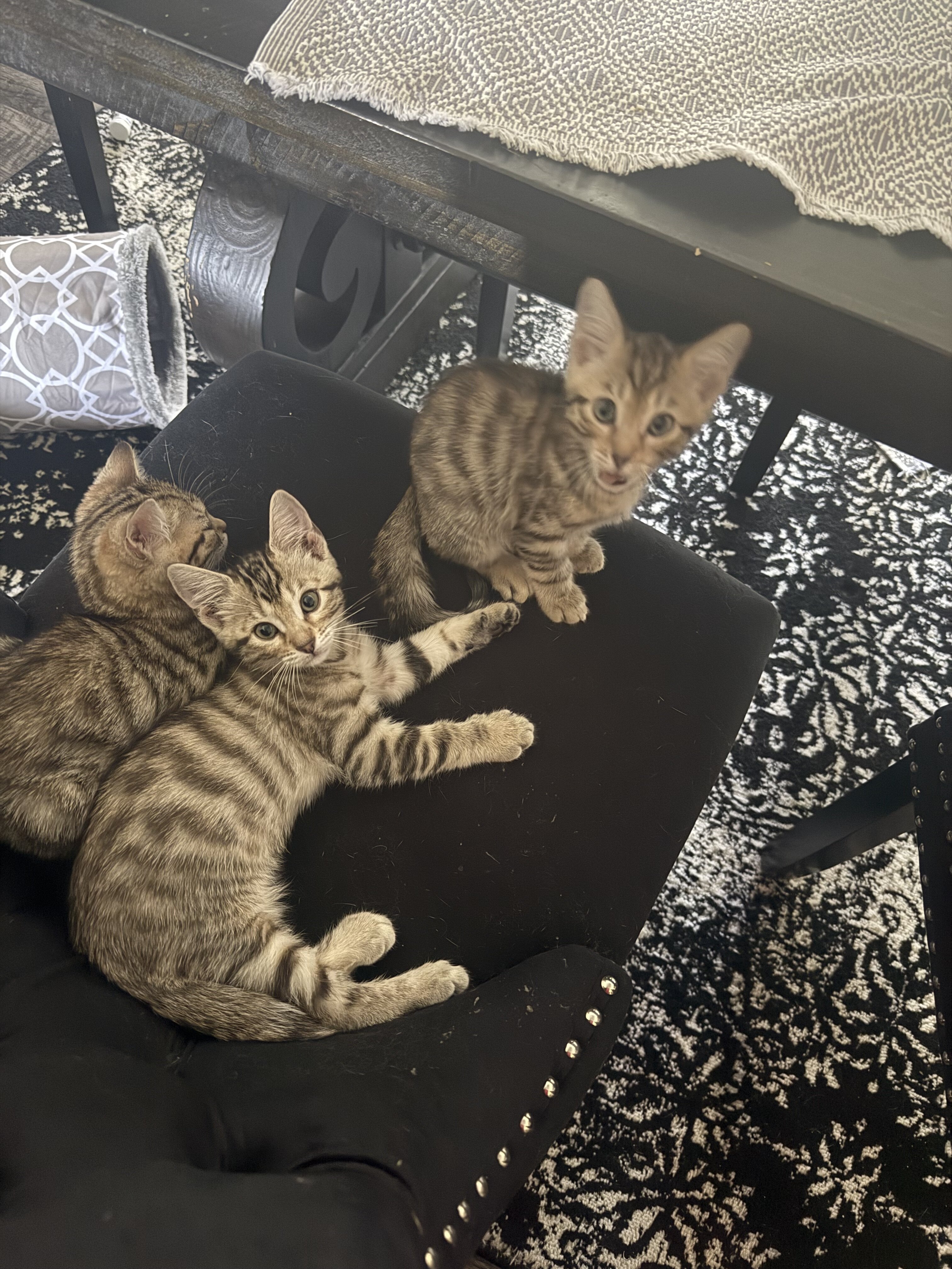 Savannah / Maine coon kittens image 1