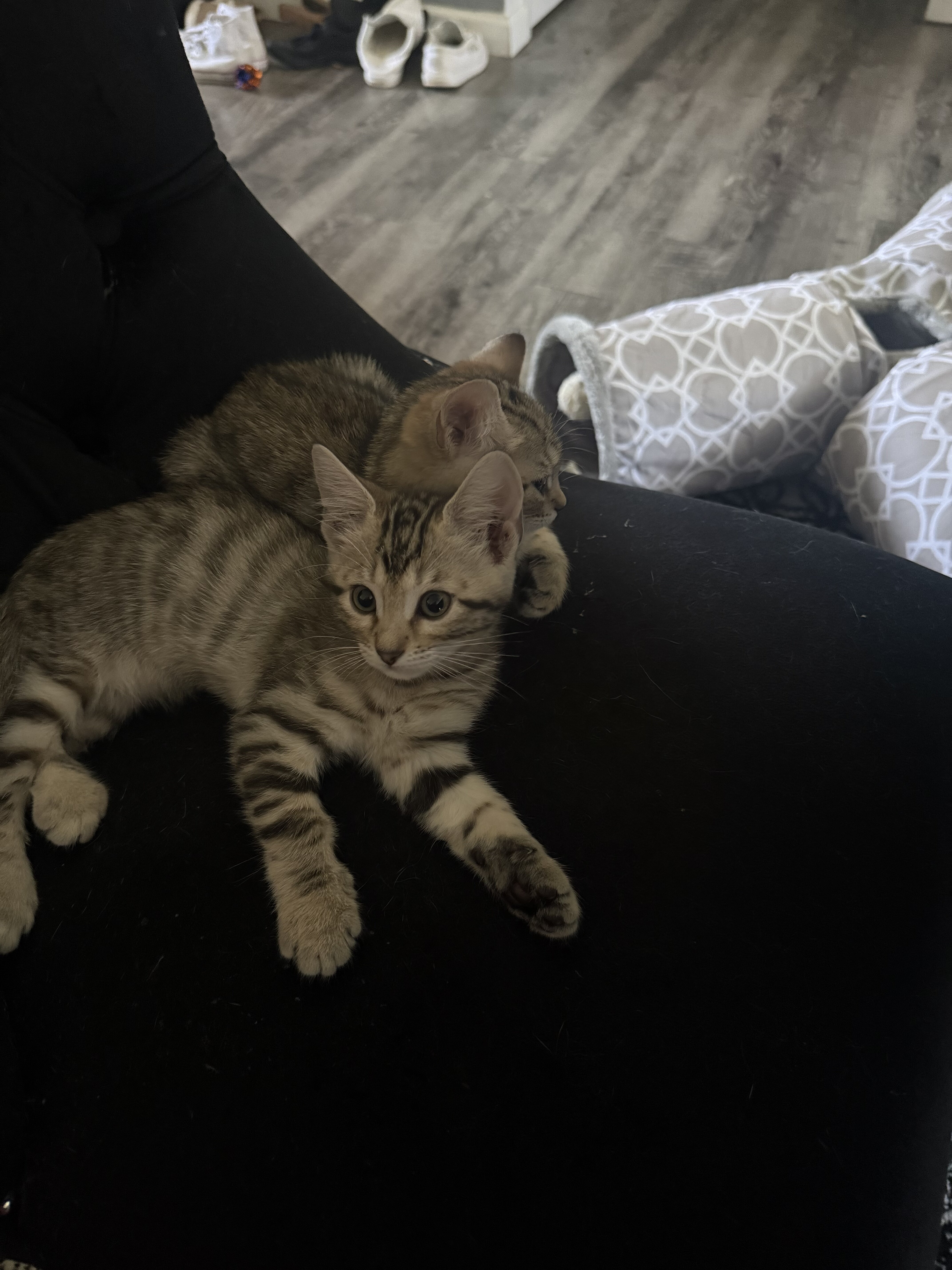 Savannah / Maine coon kittens image 4