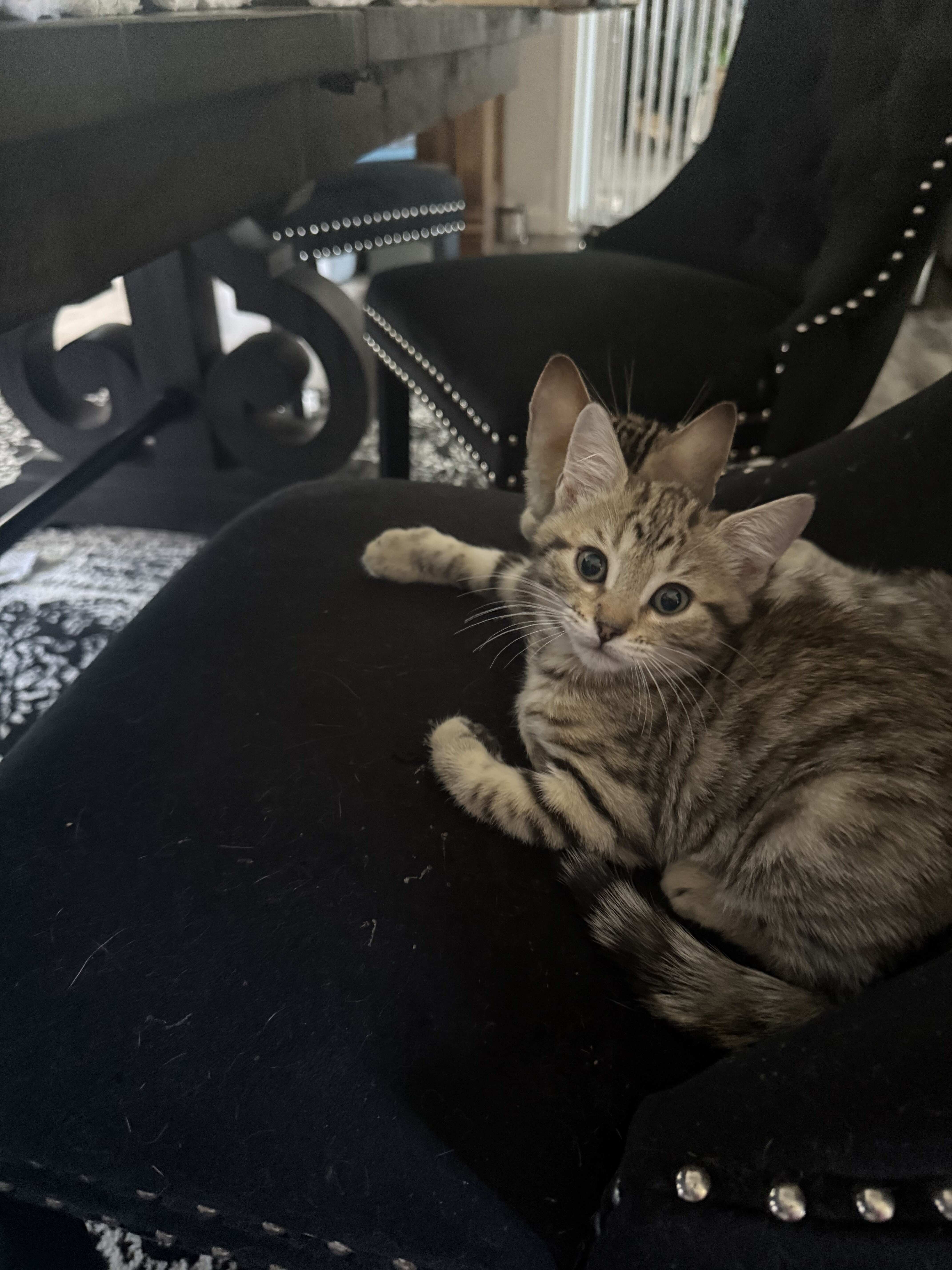 Savannah / Maine coon kittens image 3