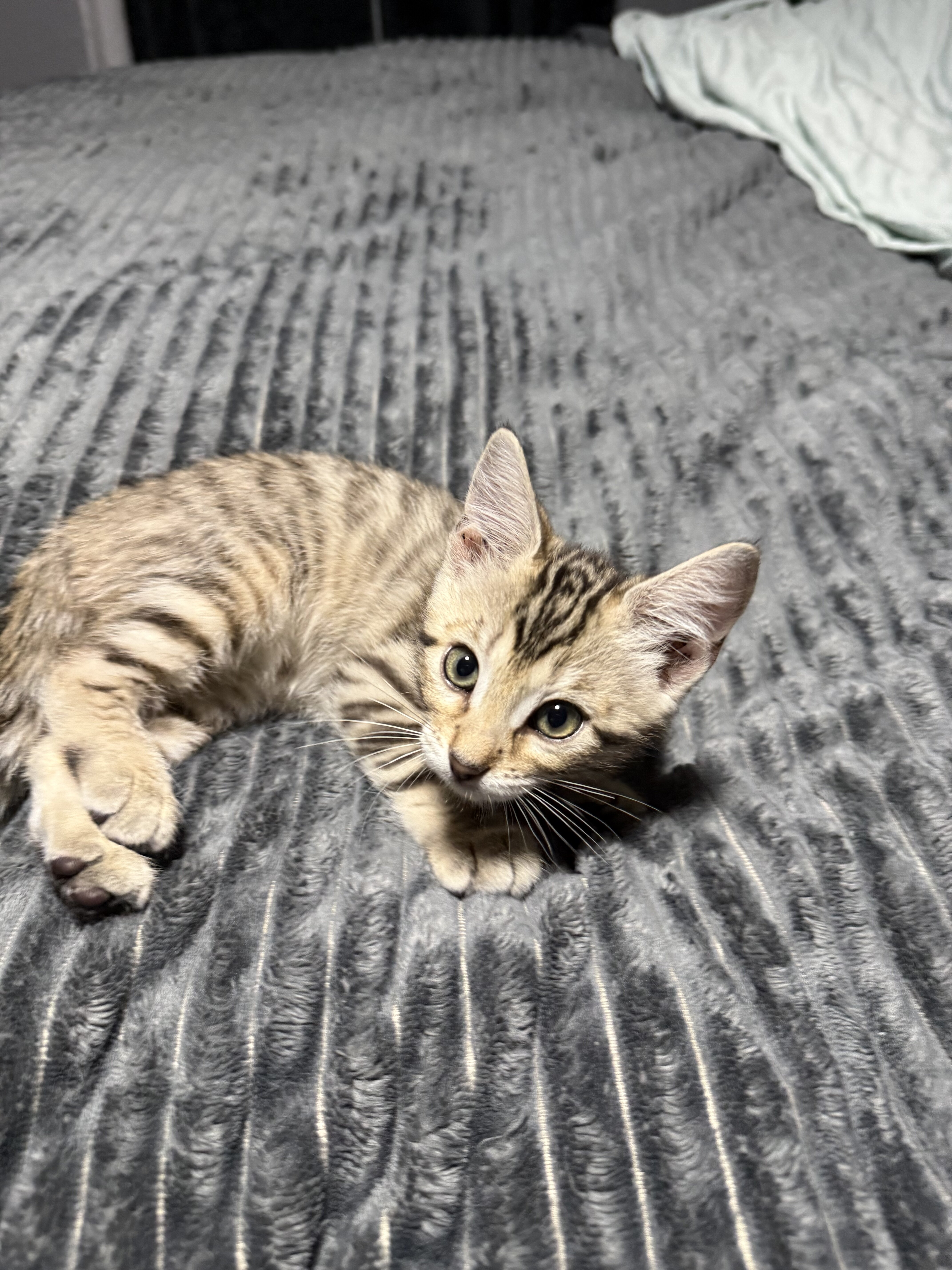 Savannah / Maine coon kittens image 2