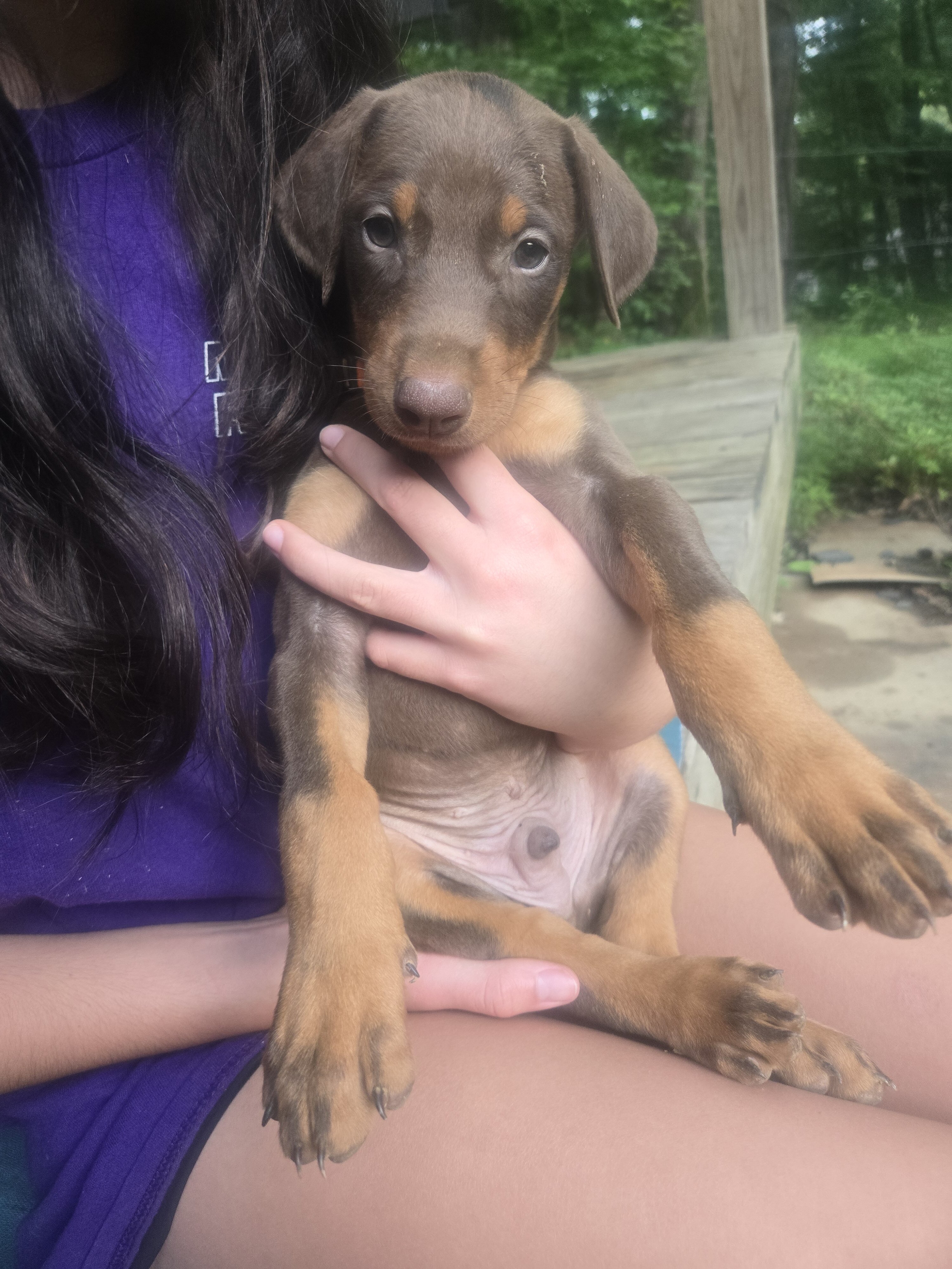 Doberman image 1