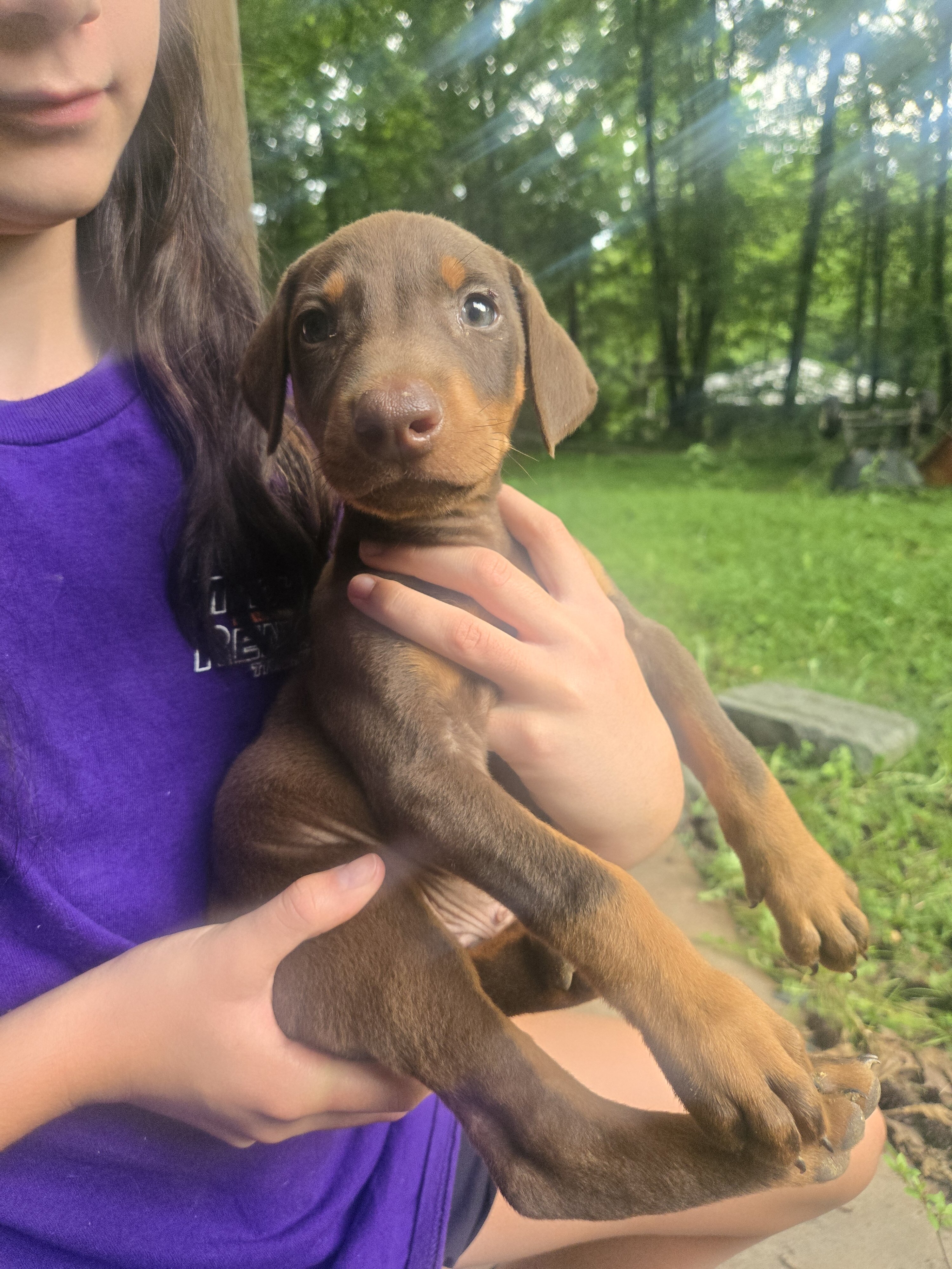 Doberman image 2