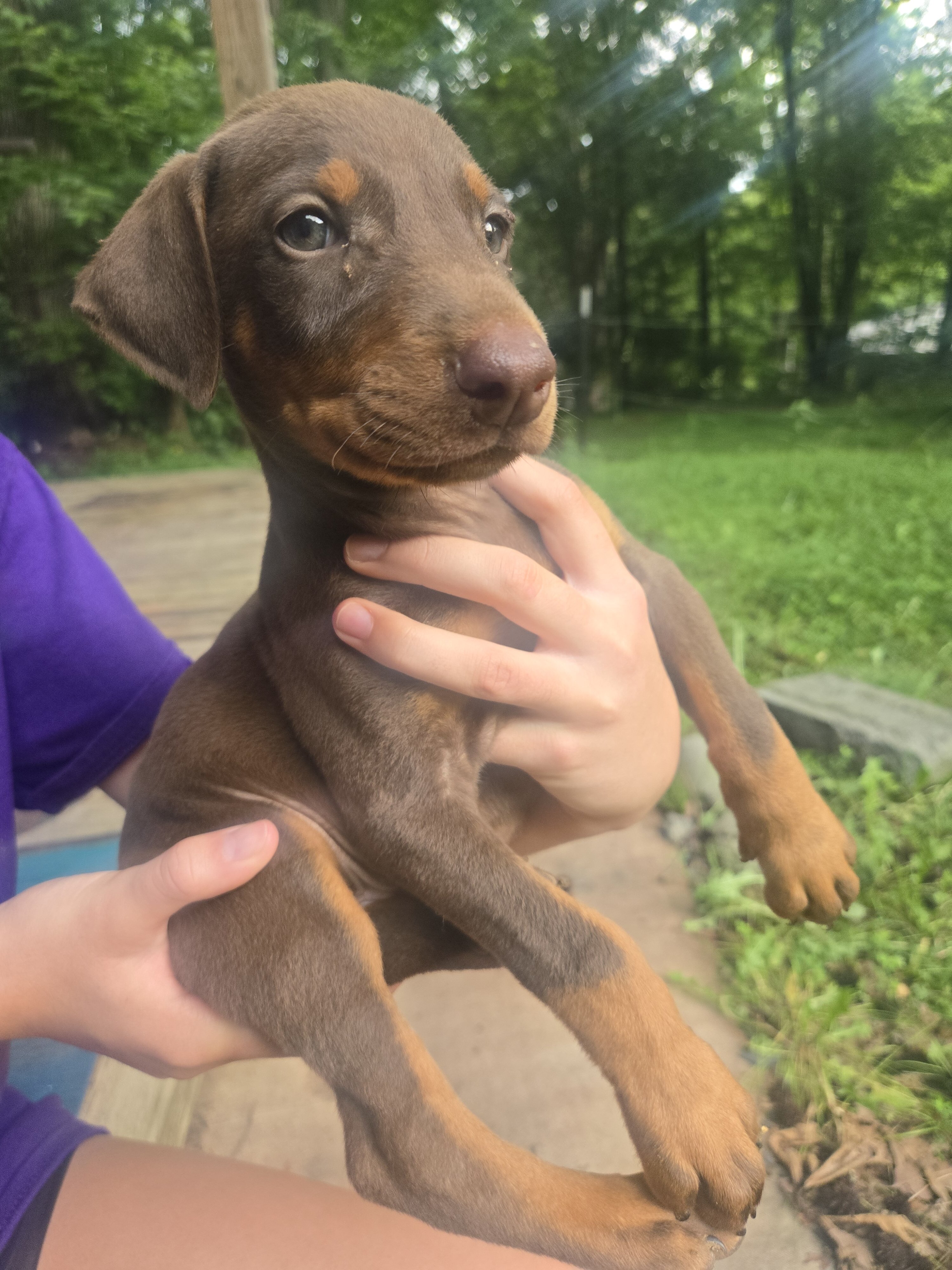Doberman image 8