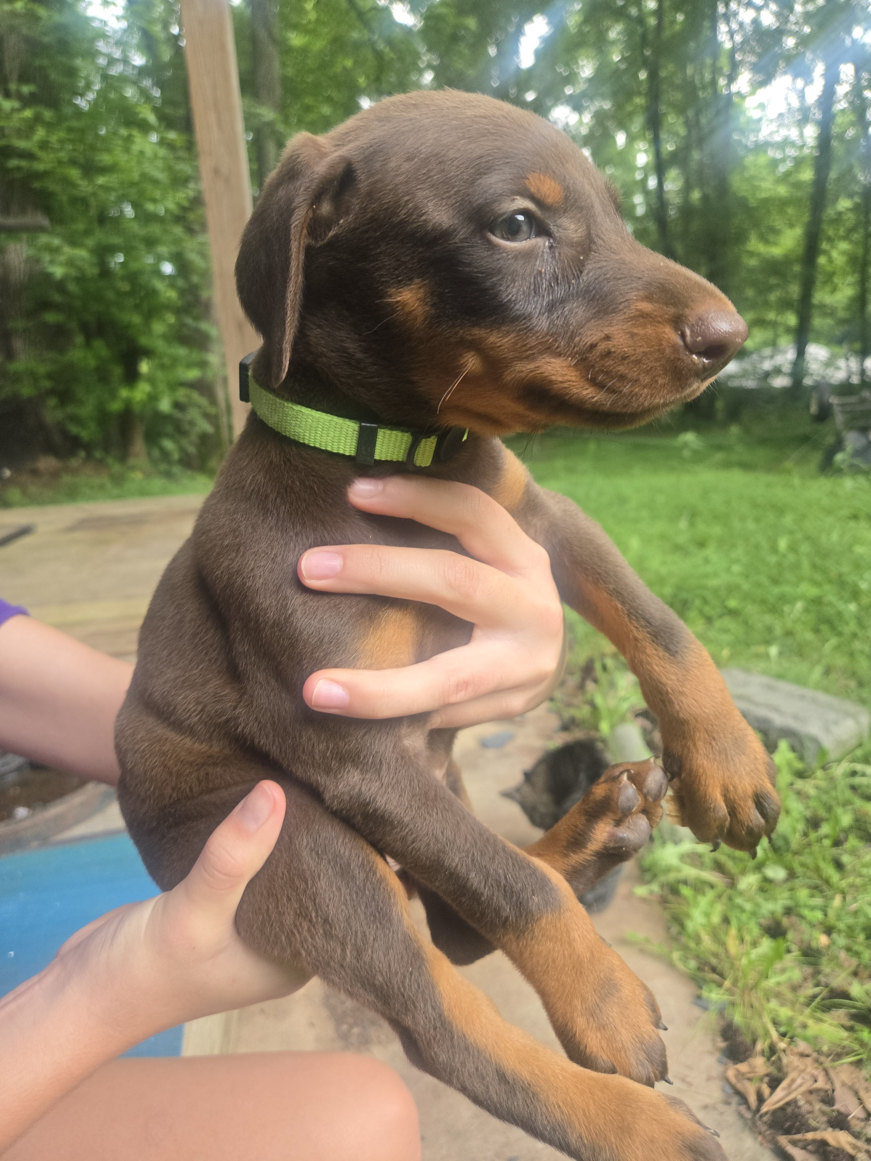 Doberman image 3