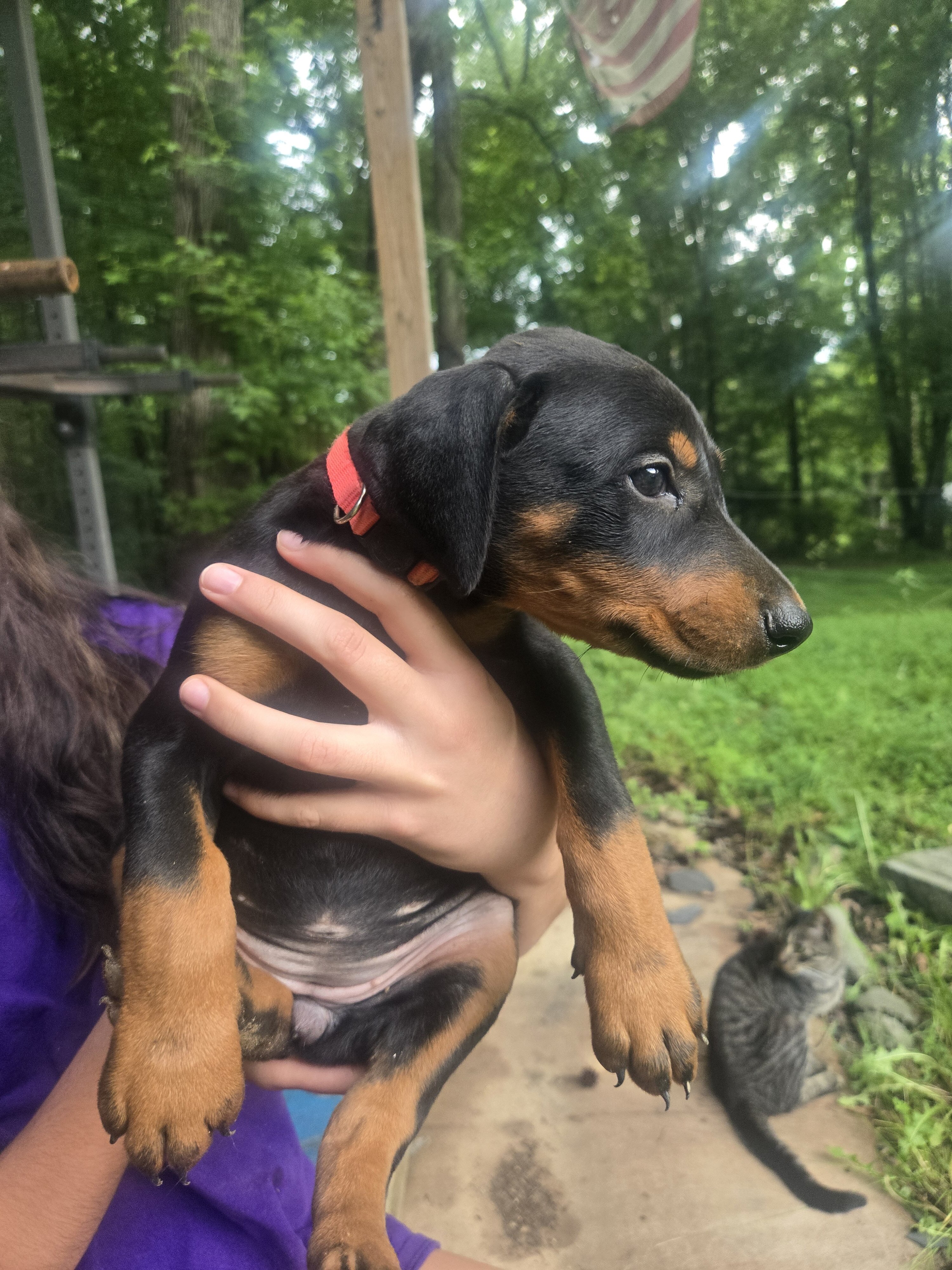 Doberman image 5