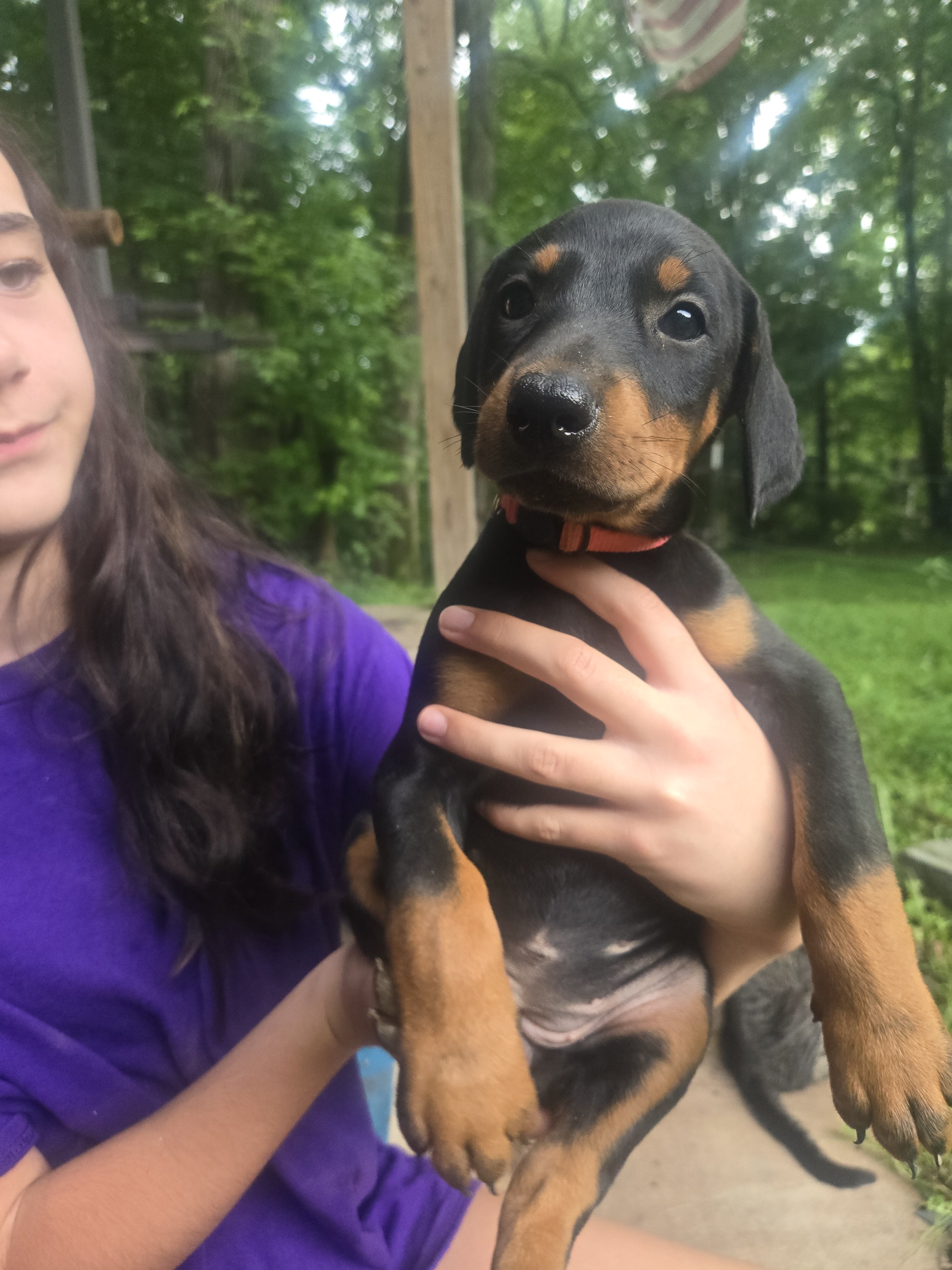 Doberman image 4