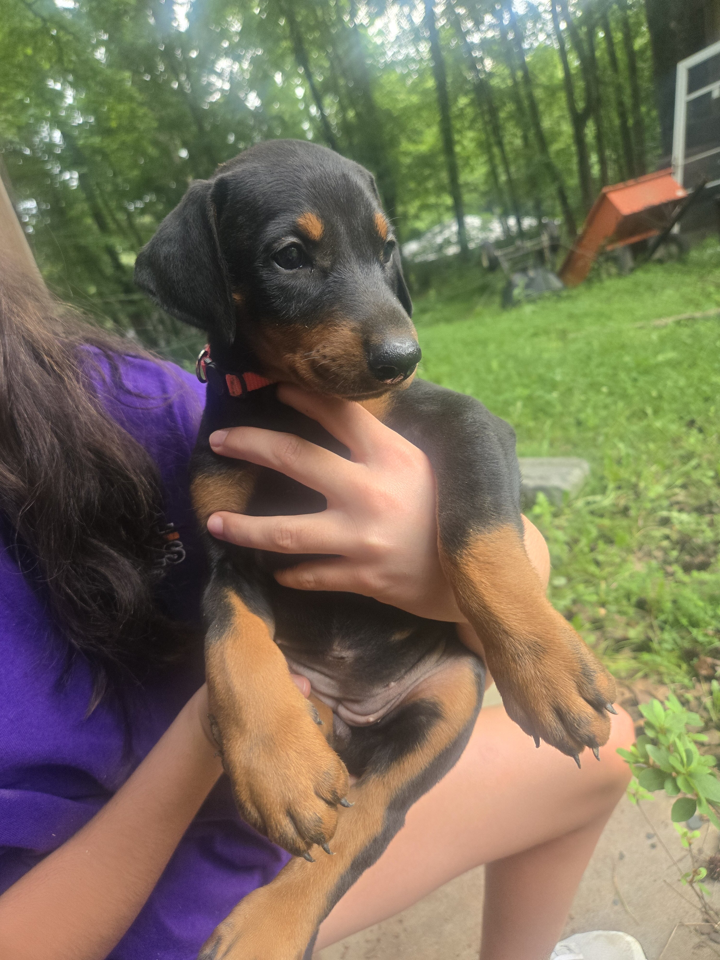 Doberman image 6