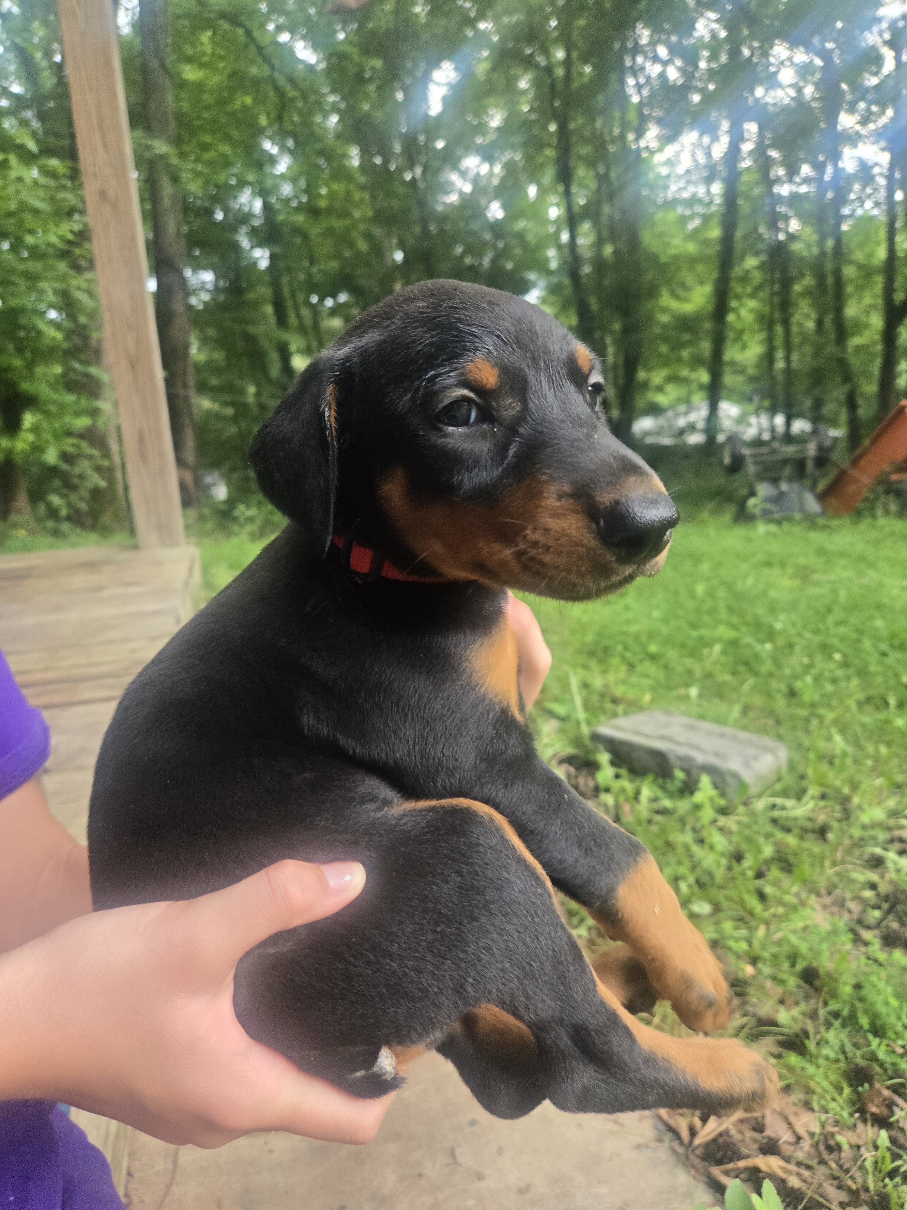 Doberman image 7