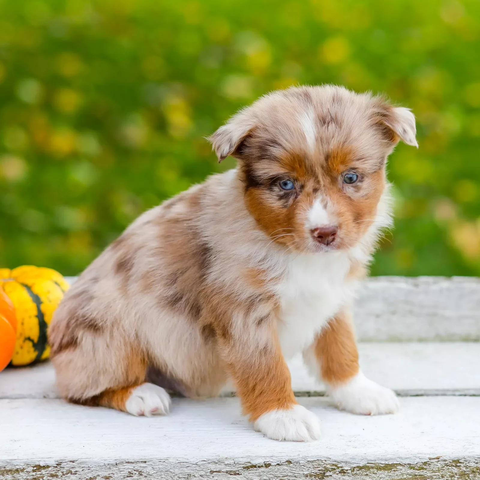 Mini Australian Shepherd image 2