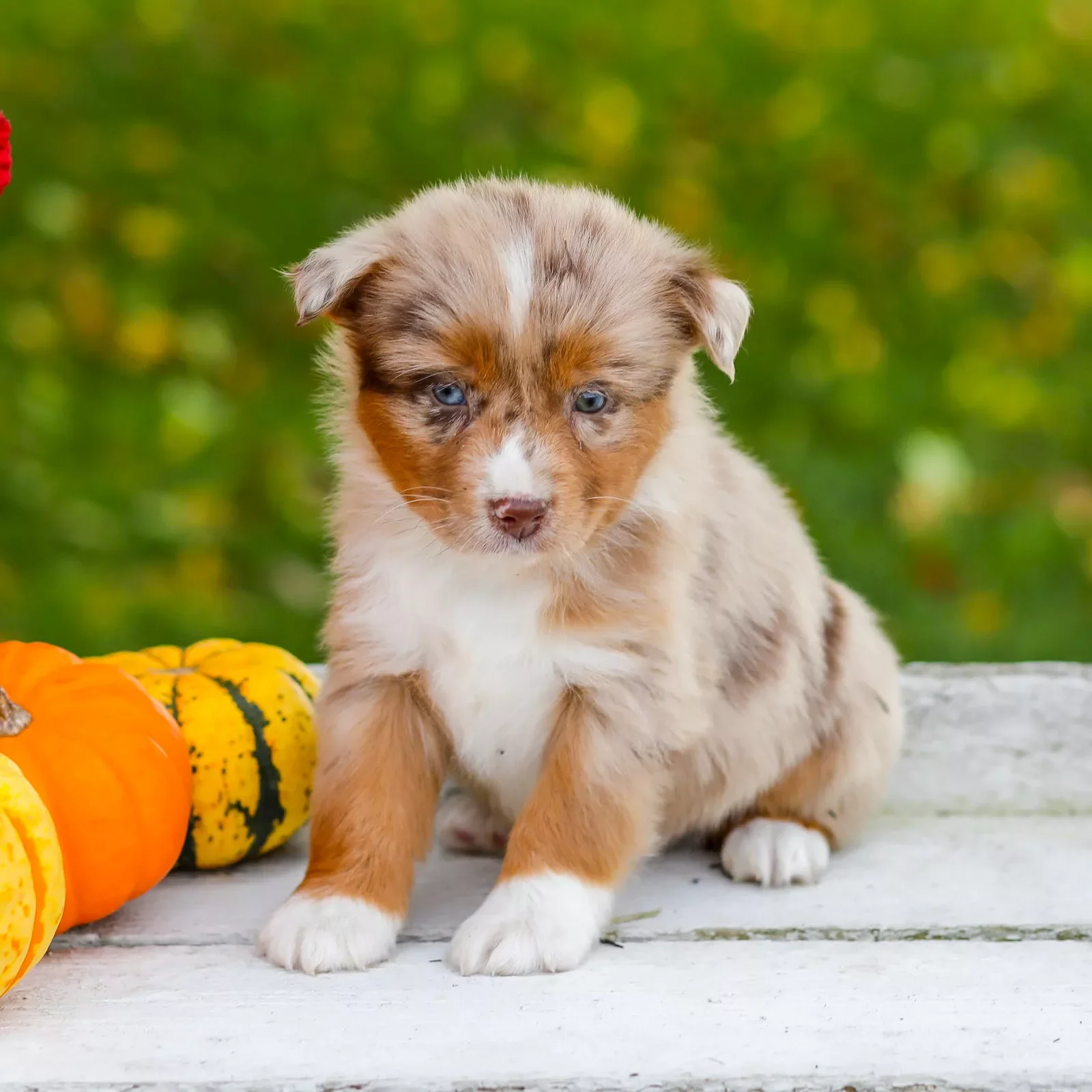 Mini Australian Shepherd image 4