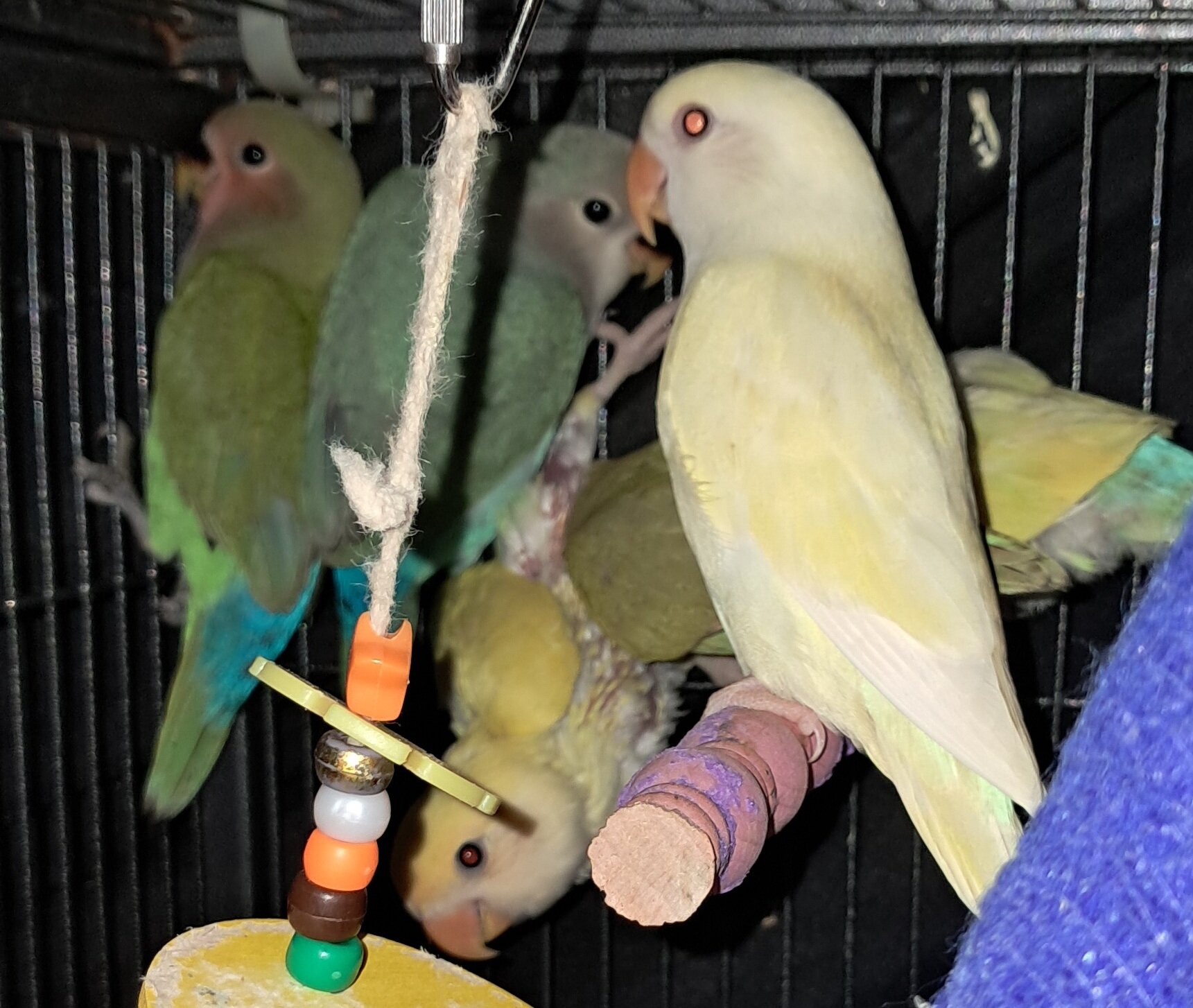 LOVEBIRDS image 2