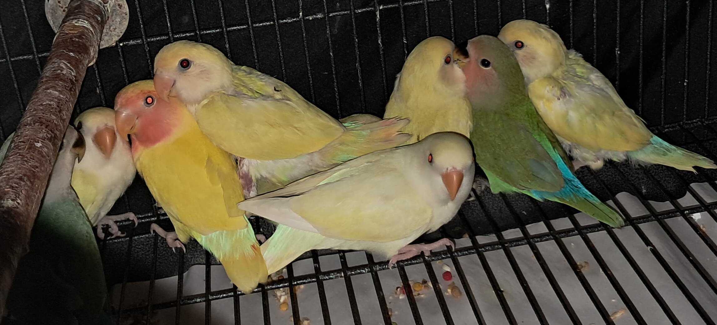 LOVEBIRDS image 1
