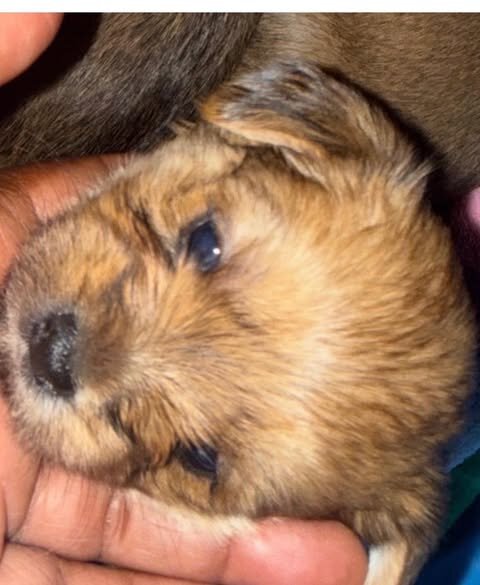 Shih Tzu/Maltese/Yorkie image 2