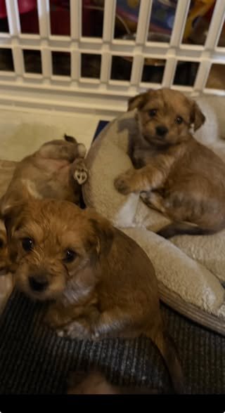 Shih Tzu/Maltese/Yorkie image 1