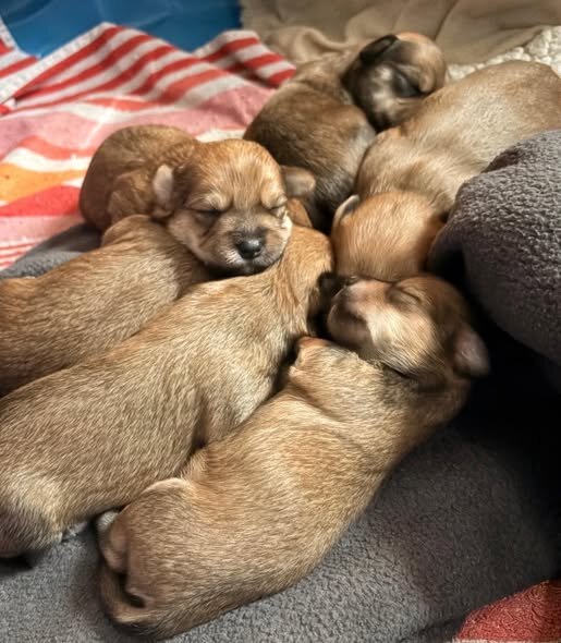 Shih Tzu/Maltese/Yorkie image 3