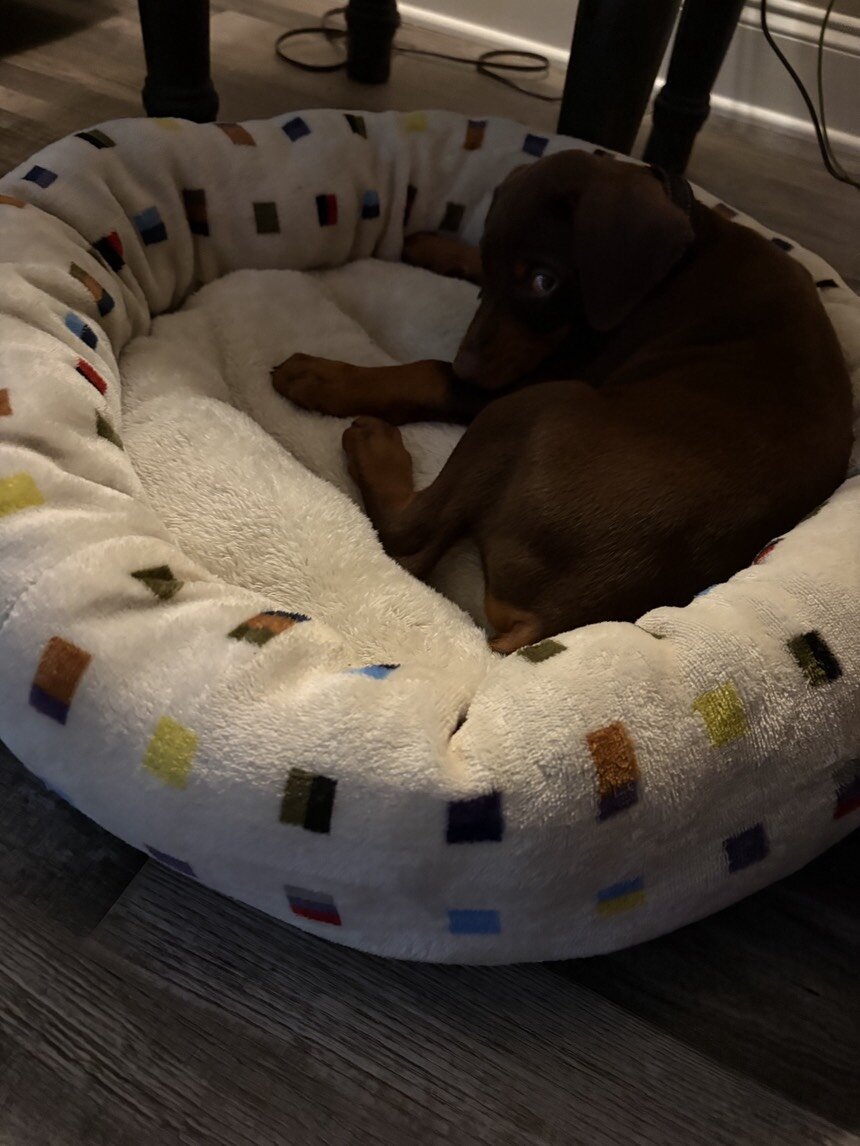 10 week Doberman Puppy image 5