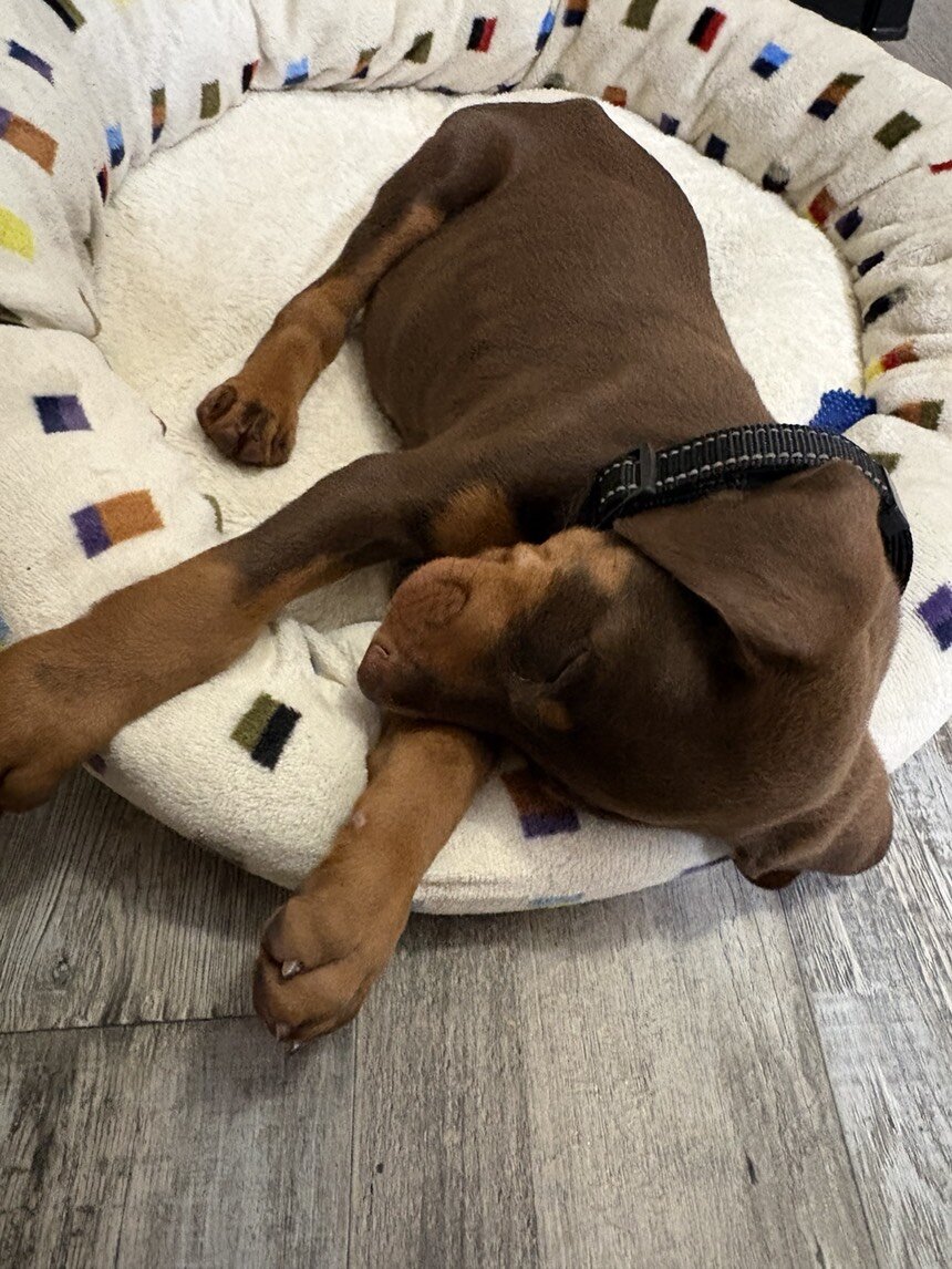 10 week Doberman Puppy image 4