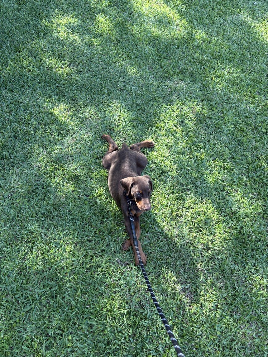 10 week Doberman Puppy image 3