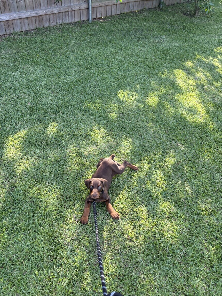 10 week Doberman Puppy image 2