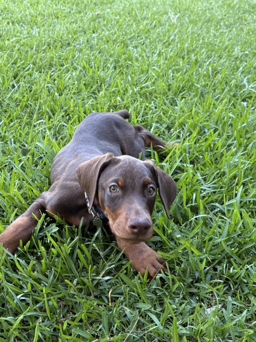 10 week Doberman Puppy image 1