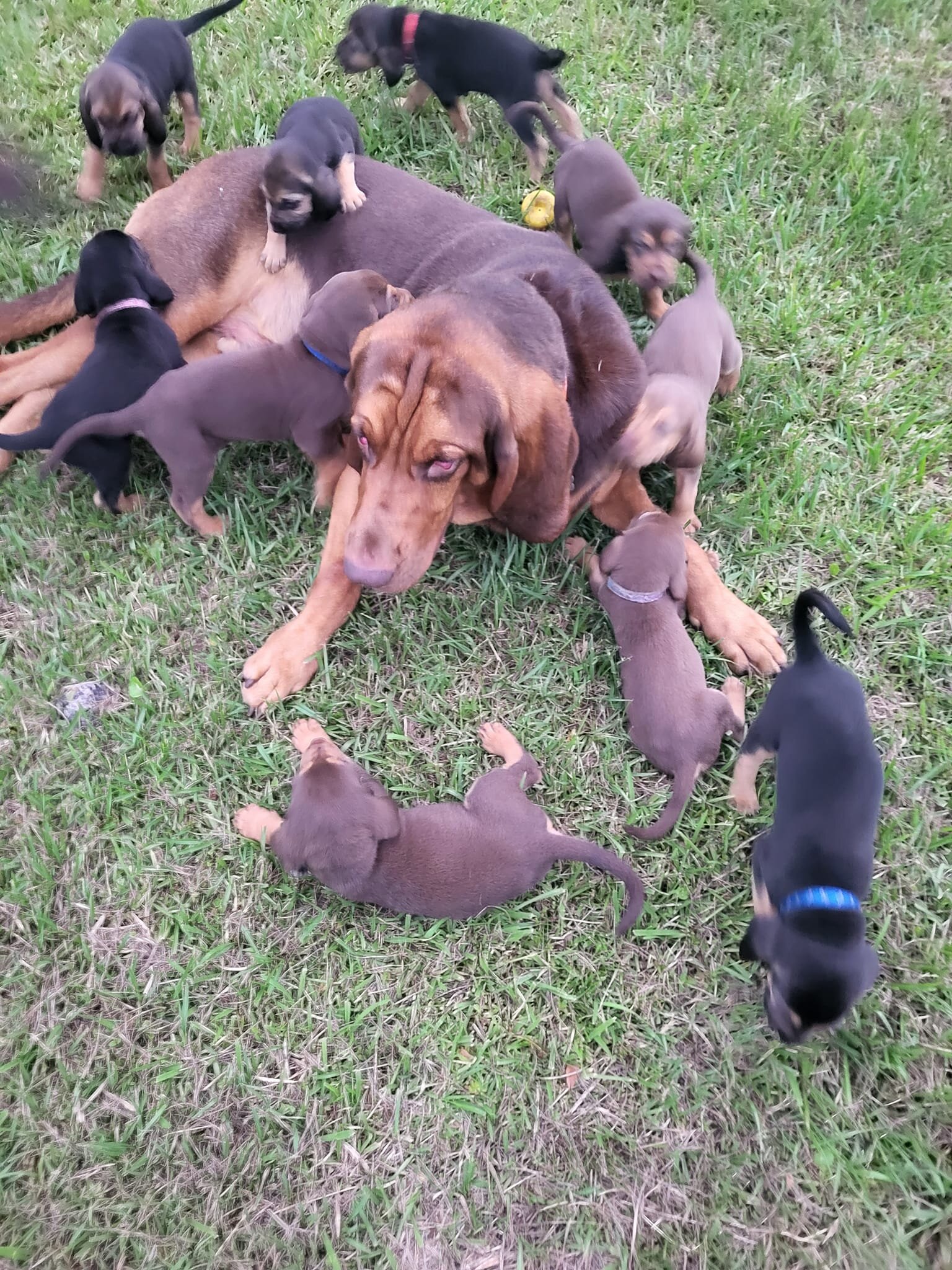 Bloodhound Male 5yo image 8