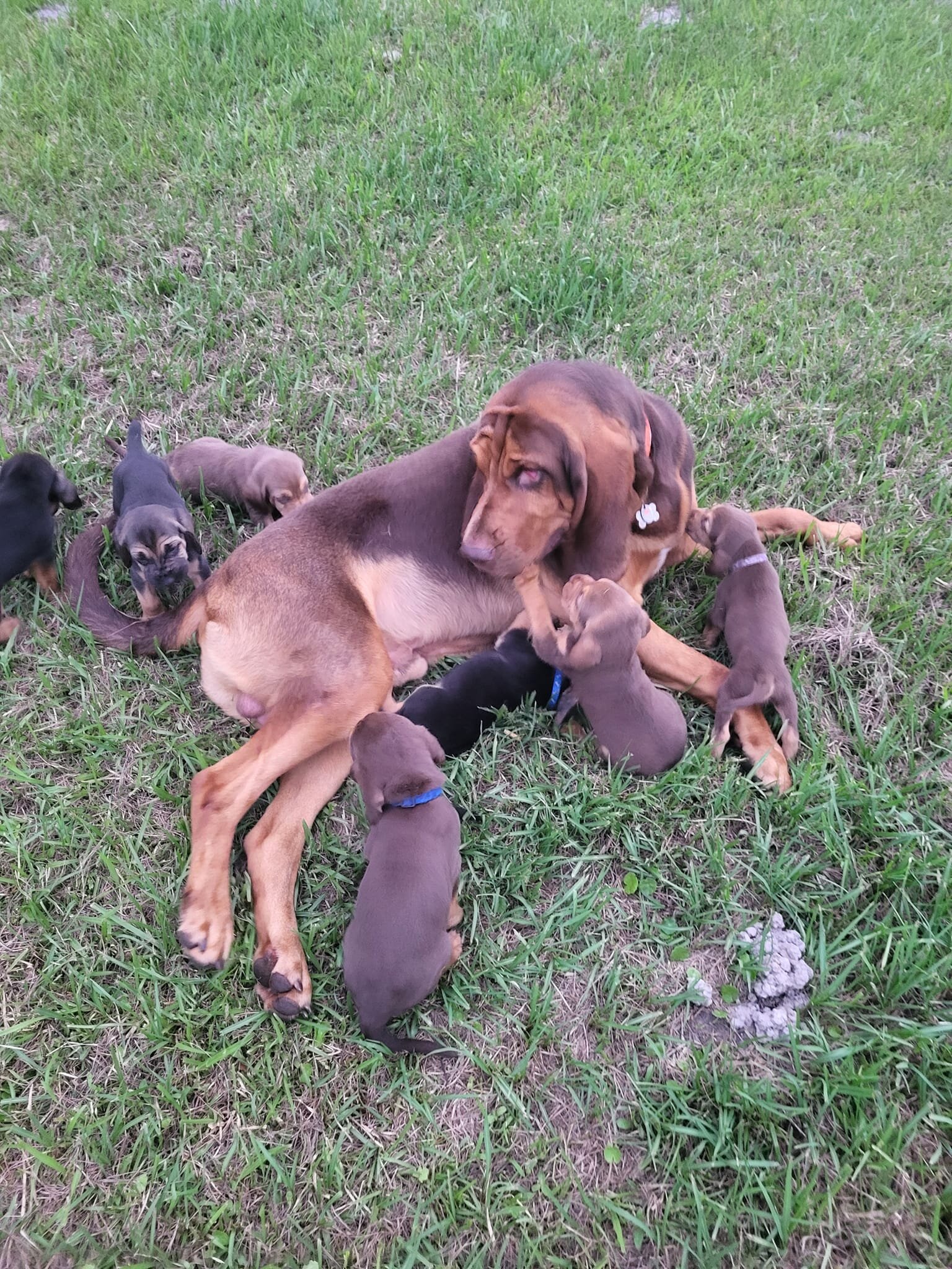 Bloodhound Male 5yo image 10