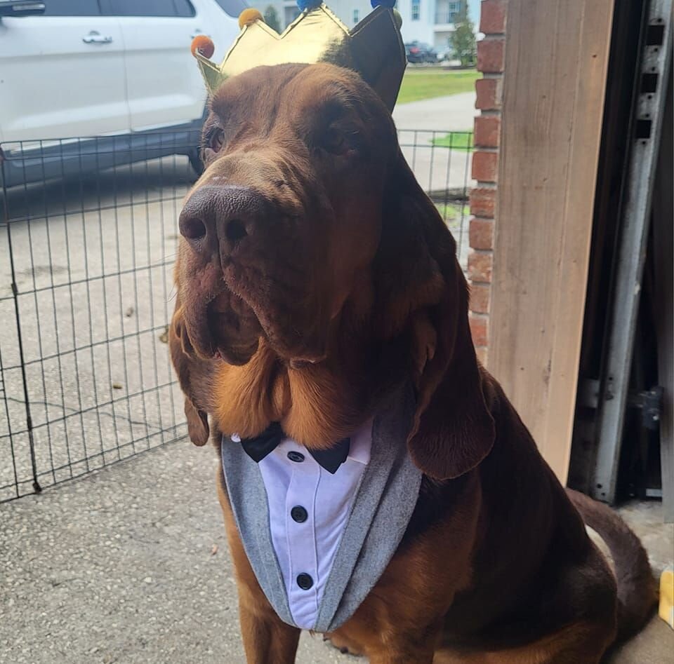 Bloodhound Male 5yo image 1