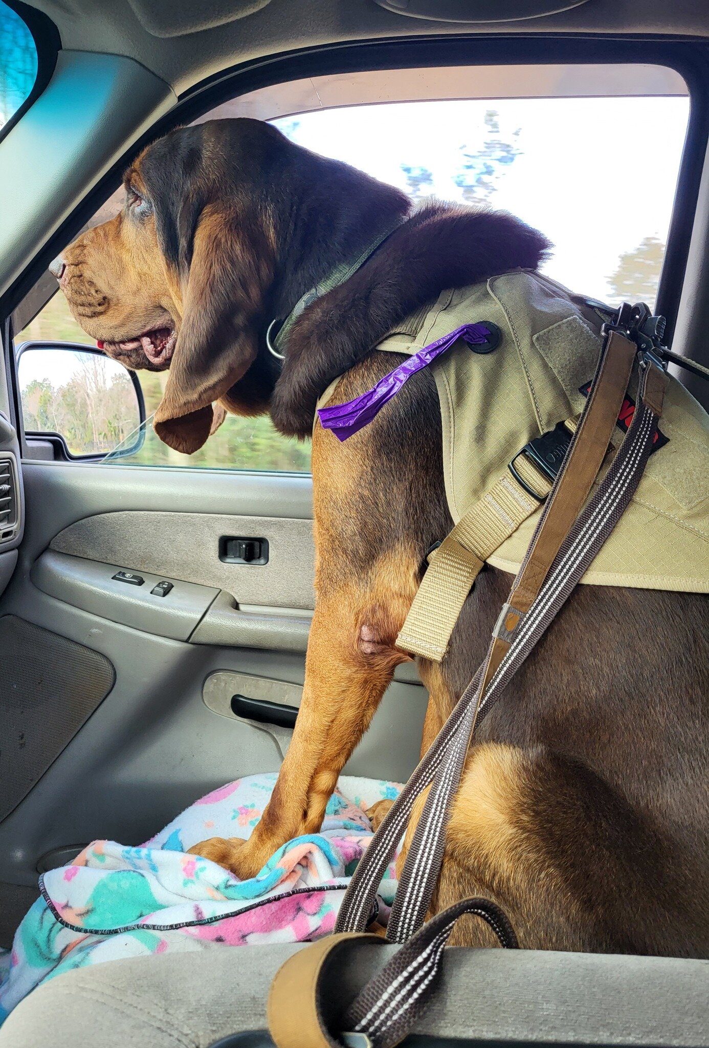 Bloodhound Male 5yo image 2