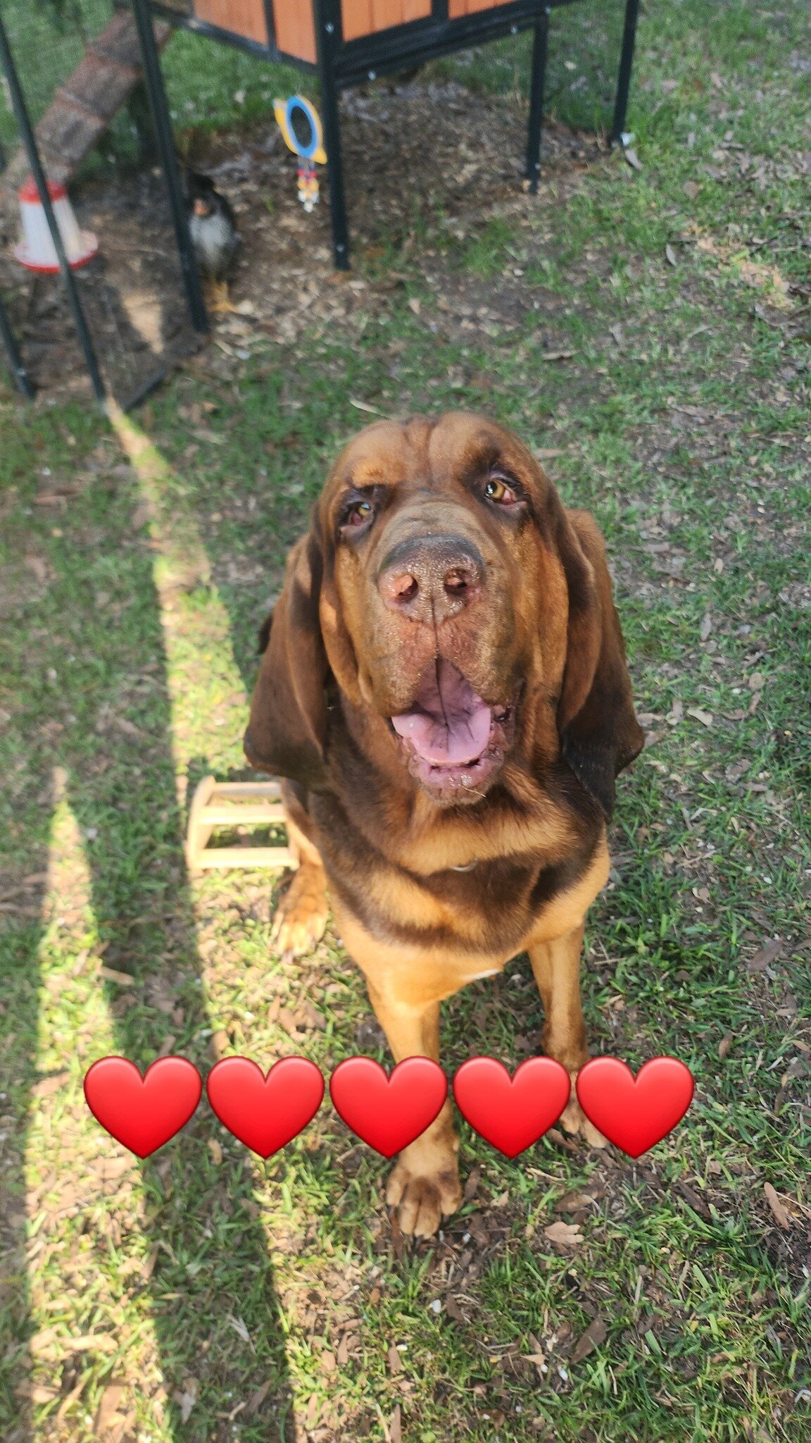 Bloodhound Male 5yo image 3