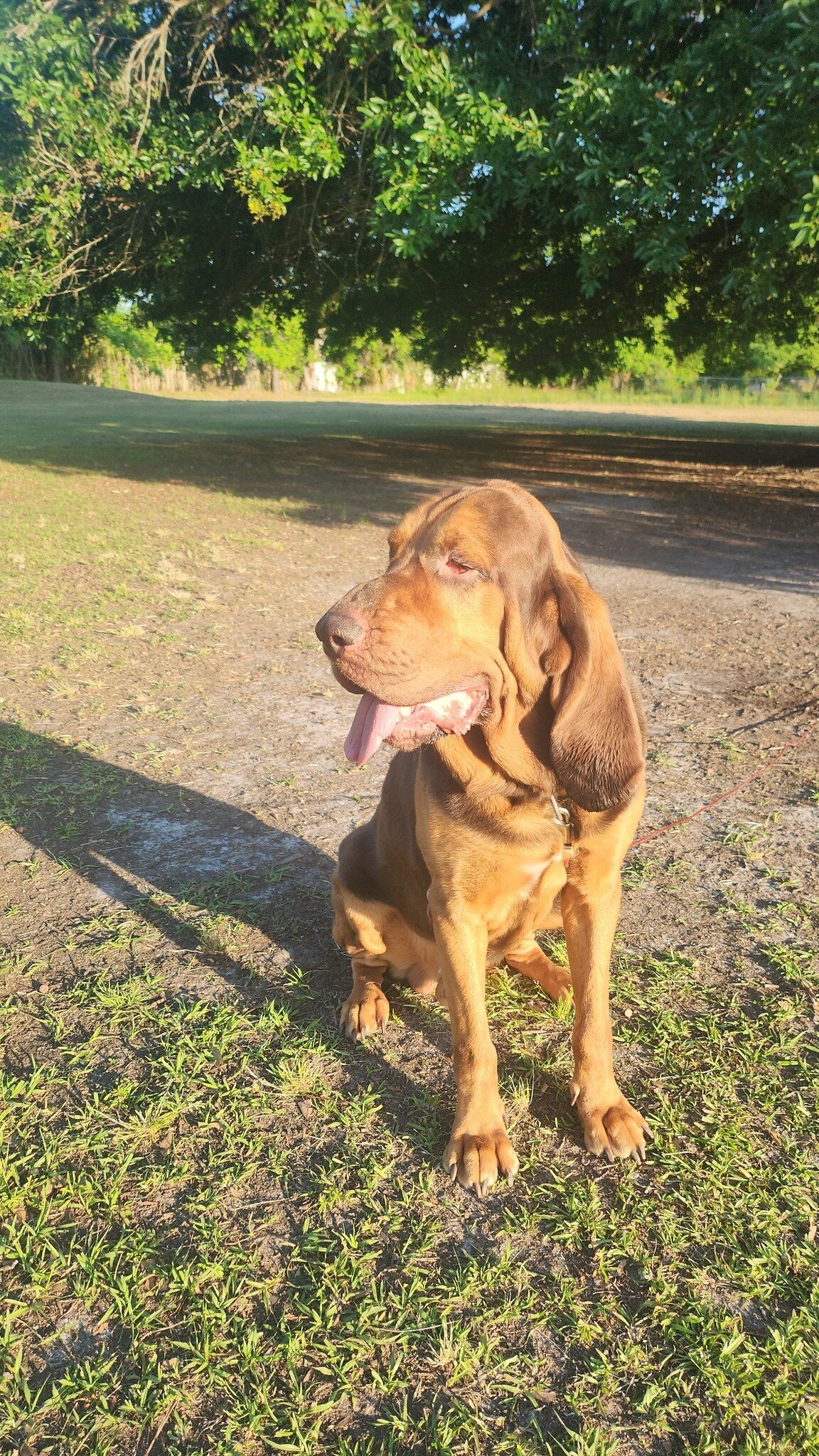 Bloodhound Male 5yo image 4